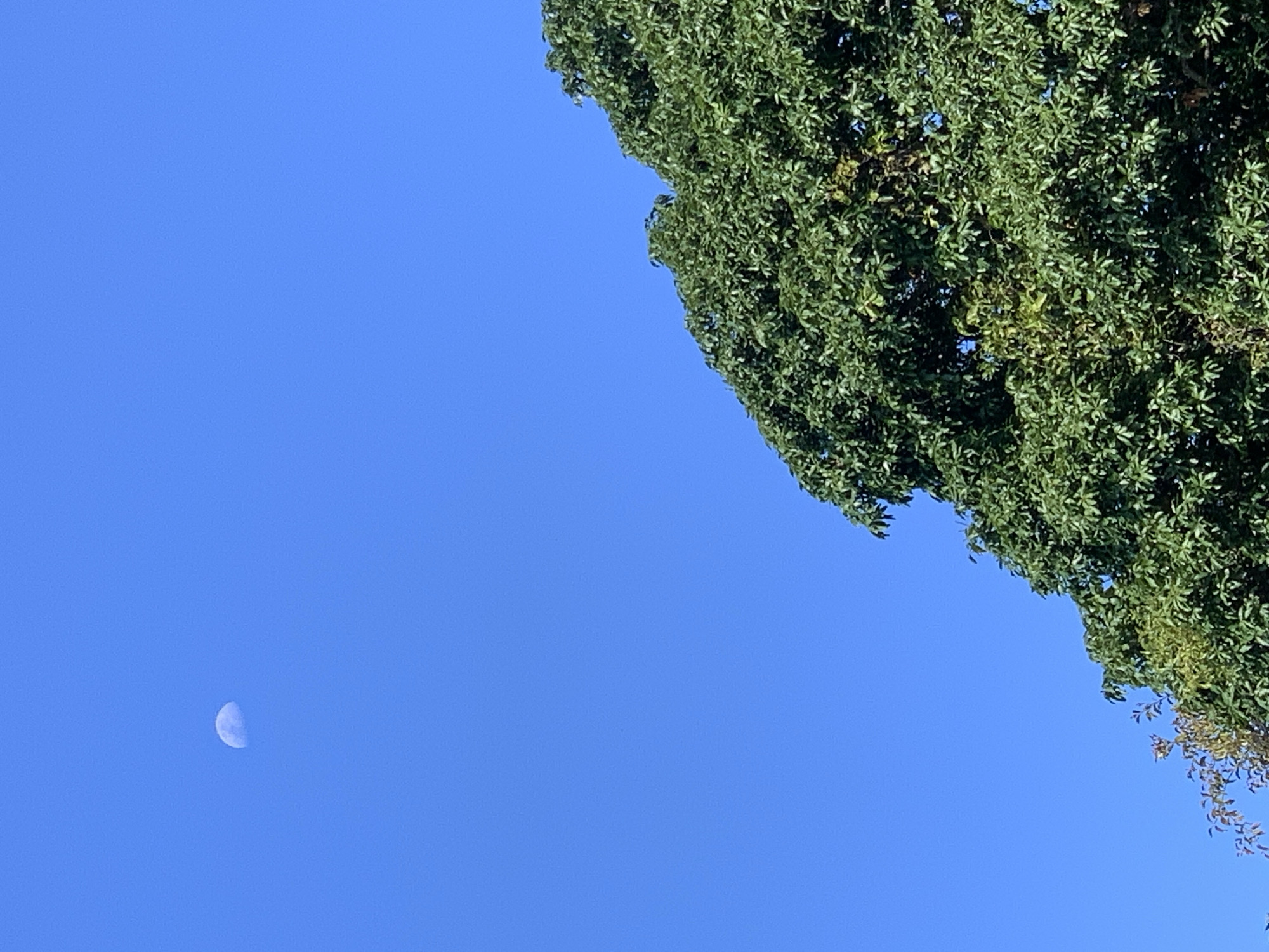 The image shows a daytime sky in what is presumed to be บ้านบางรักษ์, Thailand, based on the prompt. A portion of a tree with dense green foliage is visible in the upper right corner. In the lower left of the frame, a waning gibbous moon is present in the otherwise clear blue sky.