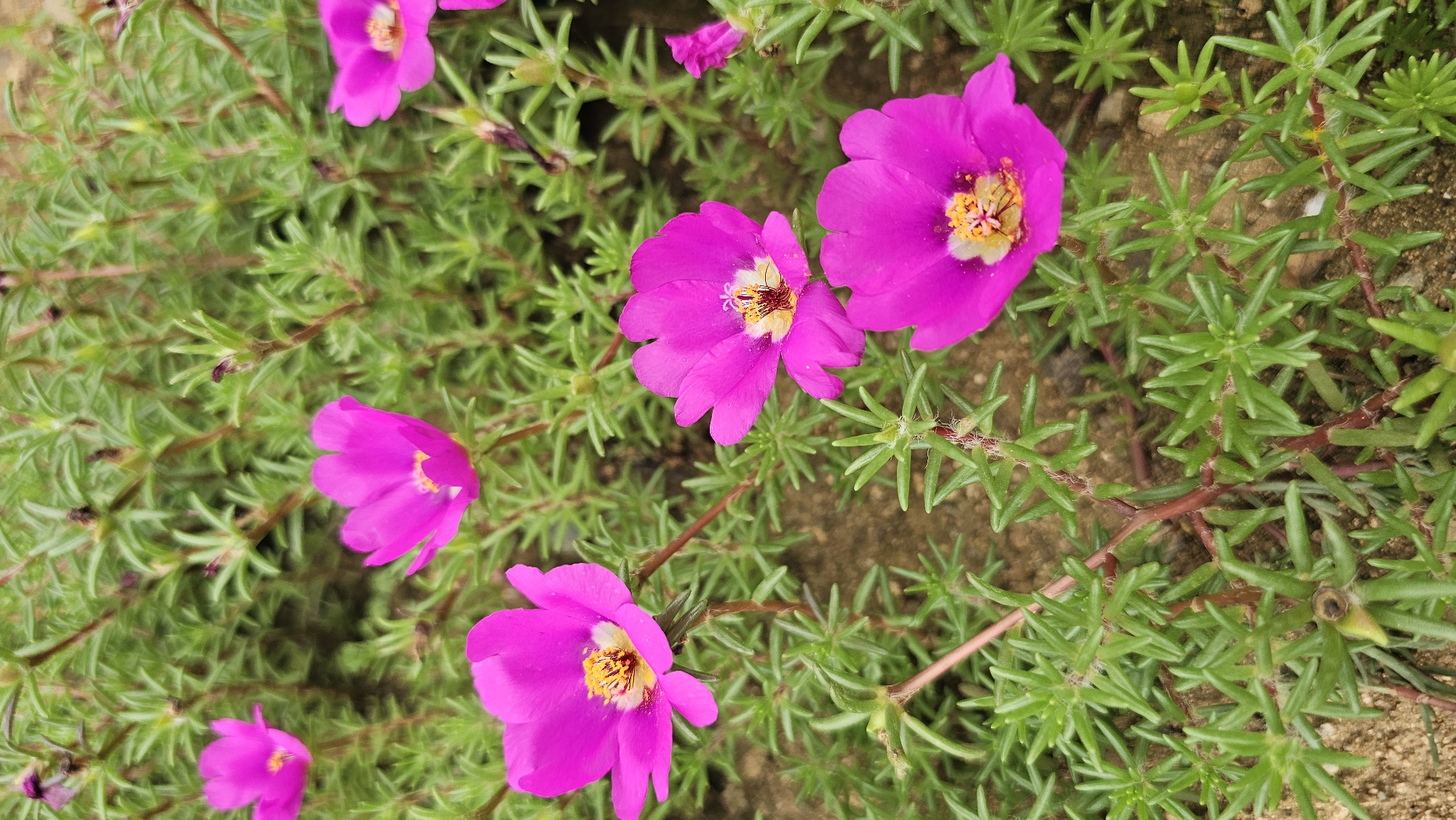 In Asan-si, South Korea, a close-up, eye-level shot captures a patch of vibrant pink moss rose flowers (Portulaca grandiflora). The flowers, in various stages of bloom, display delicate petals with bright yellow centers. They are nestled amongst a dense carpet of their succulent, green foliage, which forms a low-growing ground cover. The soil beneath the plants appears to be a sandy, reddish-brown color. The lighting suggests it is daytime, with the sun illuminating the flowers and leaves, highlighting their textures and colors. The scene is devoid of people or any artificial objects, focusing solely on the natural beauty of the flora.