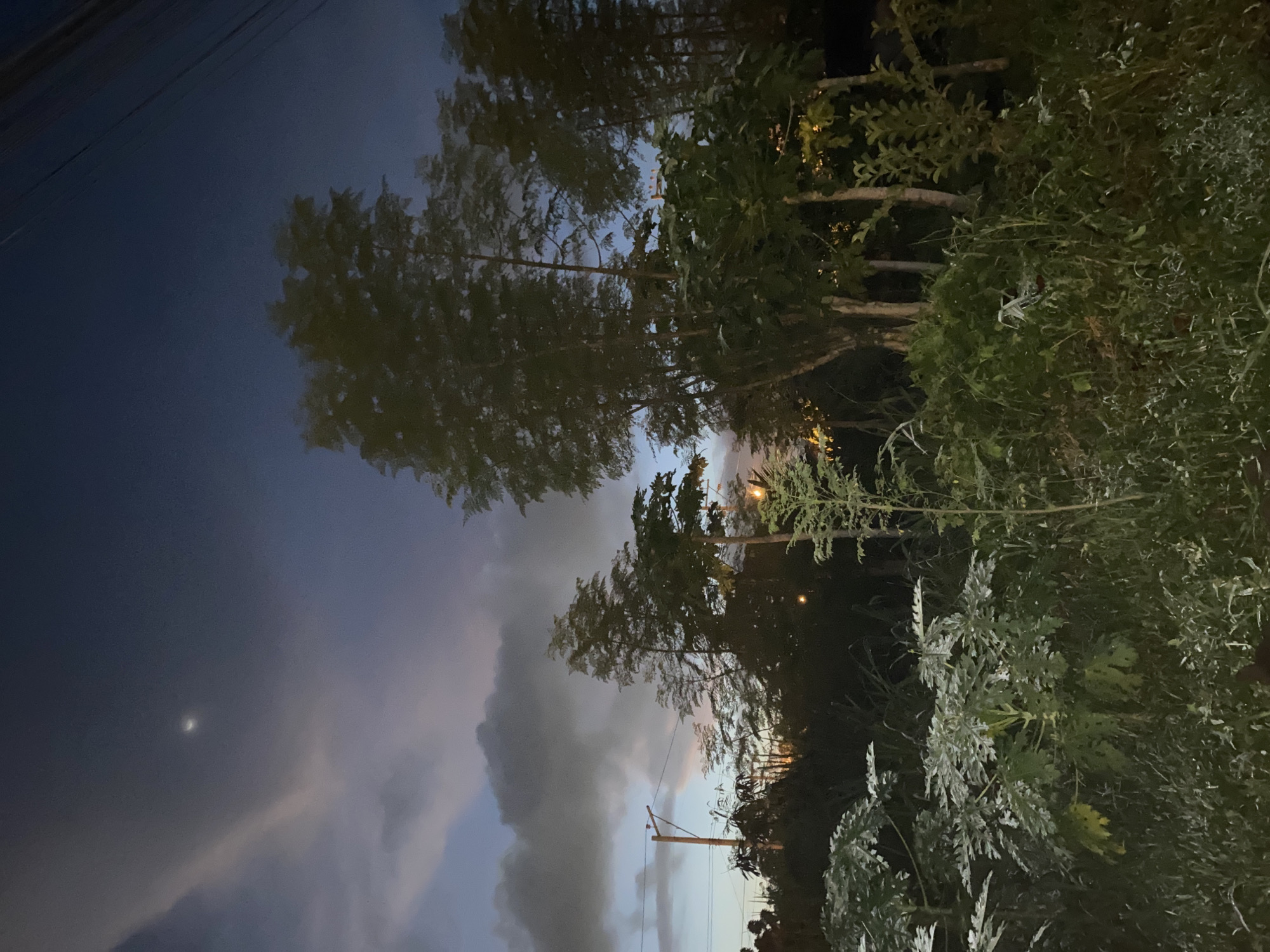 The image captures a twilight scene in Davao City, Philippines, likely taken outdoors. The sky is a gradient of deep blue to a lighter, purplish hue, with scattered clouds, one prominent band of light-colored cloud streaking across the upper left quadrant. A small, bright crescent moon is visible in the upper sky.
In the foreground, lush green vegetation dominates, with some plants appearing broad-leafed and others more spindly with tall grasses. Among the foliage, two tall, slender trees with sparse leaves stand out, with a cluster of taller, leafier trees in the background. Several utility poles with wires are visible to the left of the frame, indicating the presence of infrastructure. A few distant lights, possibly from streetlights or buildings, can be seen illuminating the scene through the trees. The overall impression is one of a natural setting on the outskirts of a city, as twilight settles.