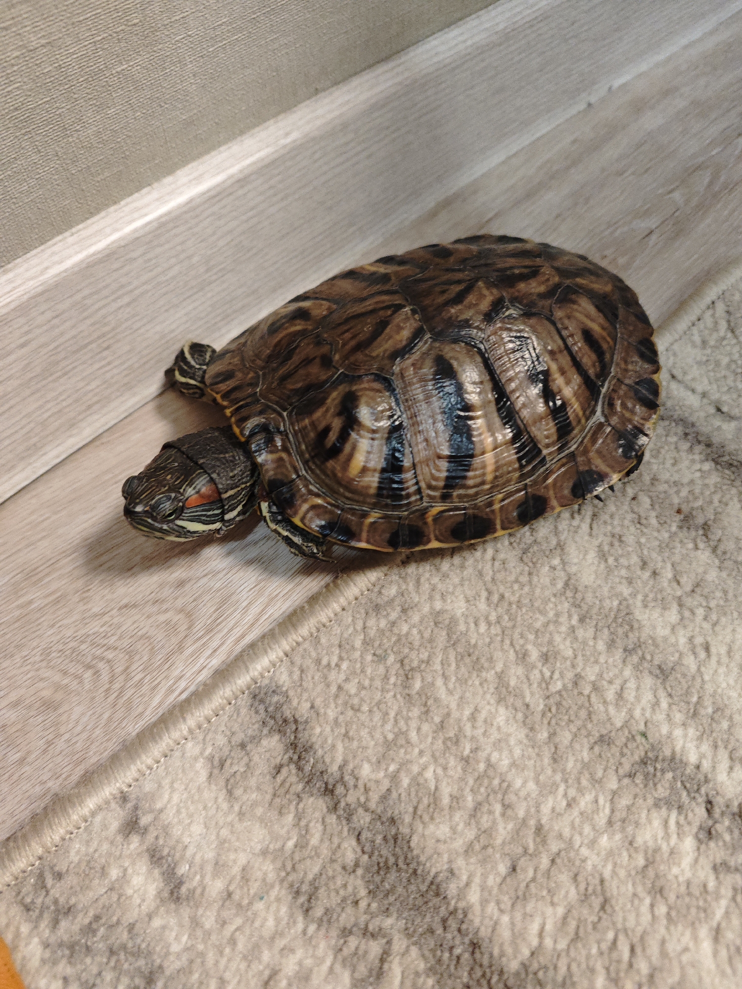 A red-eared slider turtle rests on a light-colored laminate floor adjacent to a light-colored, textured rug. The turtle's head is extended, revealing a red stripe behind its eye. A light beige baseboard meets a light beige wall in the background. It's not possible to verify if the photo was taken in the city of Chaikovsky, Russia, based only on the visual data provided in the picture.