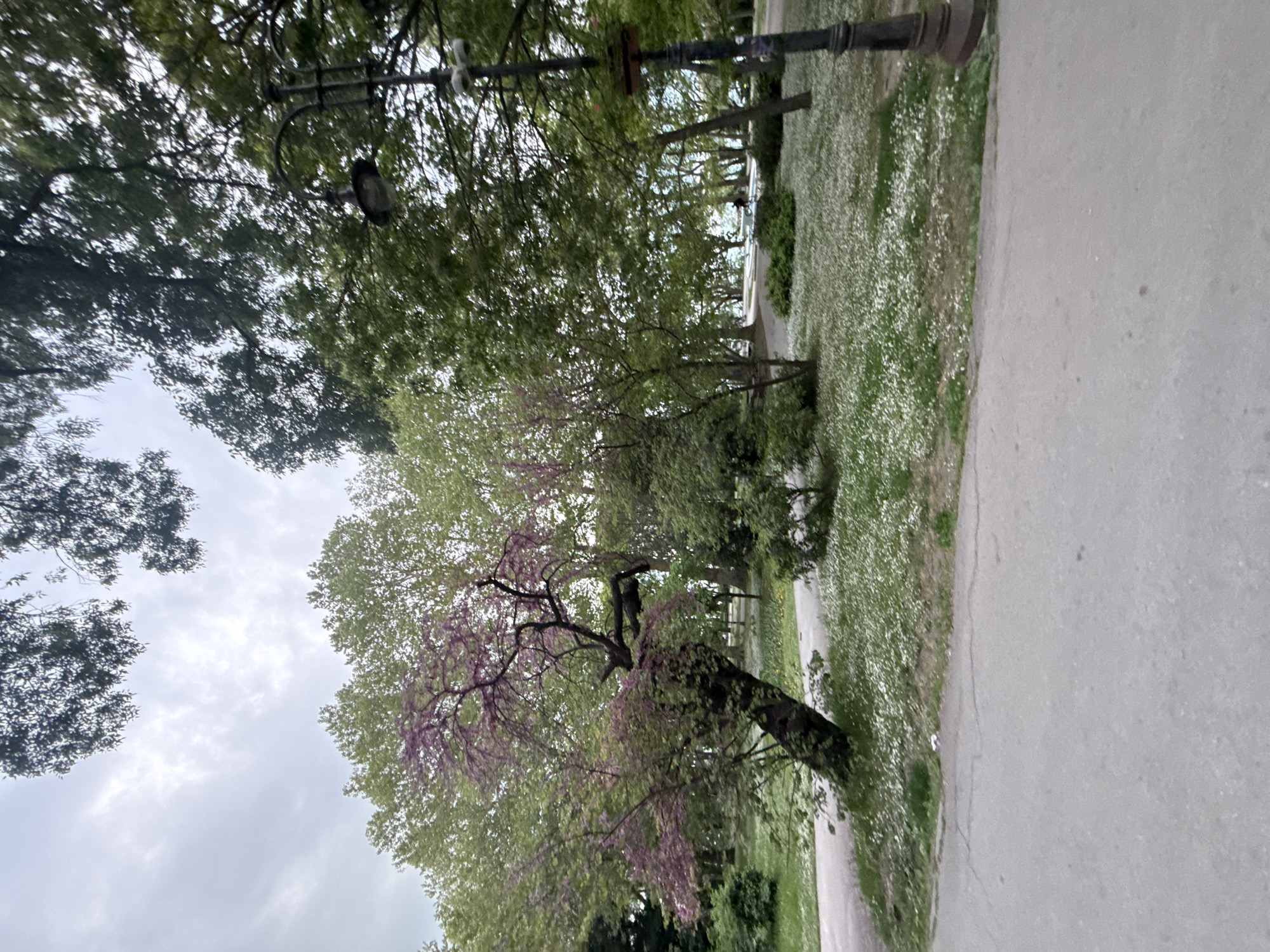 The image depicts a park scene in Varna, Bulgaria. A paved path runs along the right side of the frame. To the left of the path is a grassy area with small white flowers. Trees with green and some with pink blossoms line the path. A dark grey lamppost is visible among the trees. The sky is overcast. There are no people visible in the image.
