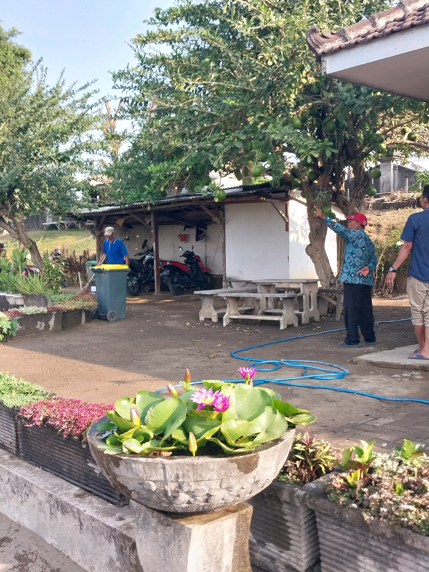 A man in a blue shirt and white cap pushes a gray trash can with a yellow lid across a dirt yard in Kedawung, Indonesia. To his right, another man wearing a red cap and a patterned blue shirt points at a tree laden with green fruit. A person in a blue shirt and tan shorts stands to the far right, facing away from the camera. In the foreground, a large concrete planter holds blooming pink water lilies. A blue hose lies coiled on the ground. Behind the men, motorcycles are parked under a covered structure with a corrugated metal roof. The scene is outdoors, under a clear sky, with lush green trees and vegetation present.