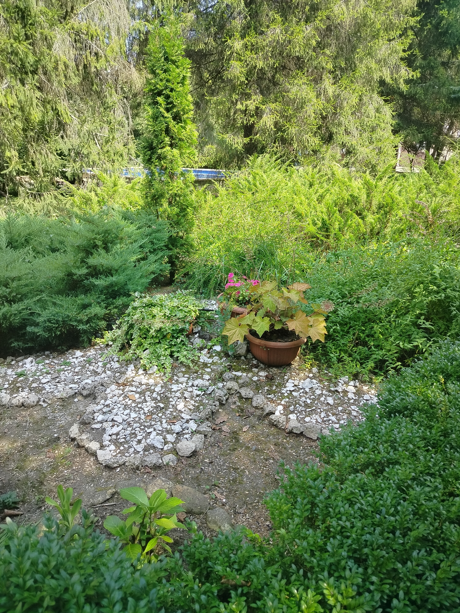 The image depicts a garden scene with lush green foliage and decorative landscaping. In the foreground, a circular path or garden bed is outlined with white stones, partially filled with gravel and dirt. Several small plants with green leaves are growing within this area. To the left, a large, dense evergreen bush is visible. In the center of the frame, a potted plant with reddish-brown leaves and some pink flowers sits on the gravel path. Surrounding this central feature are various shrubs and trees, creating a dense, naturalistic backdrop. The background features tall evergreen trees, including a prominent slender cypress-like tree. A hint of a blue structure, possibly a pool or fence, is visible in the upper middle portion of the image, behind the foliage. The lighting suggests it is daytime, with sunlight filtering through the leaves, creating dappled shadows. The scene appears to be a residential or public garden, likely in a temperate climate, consistent with a location in Krasnyi Most, Russia. There are no people or animals visible in the image.