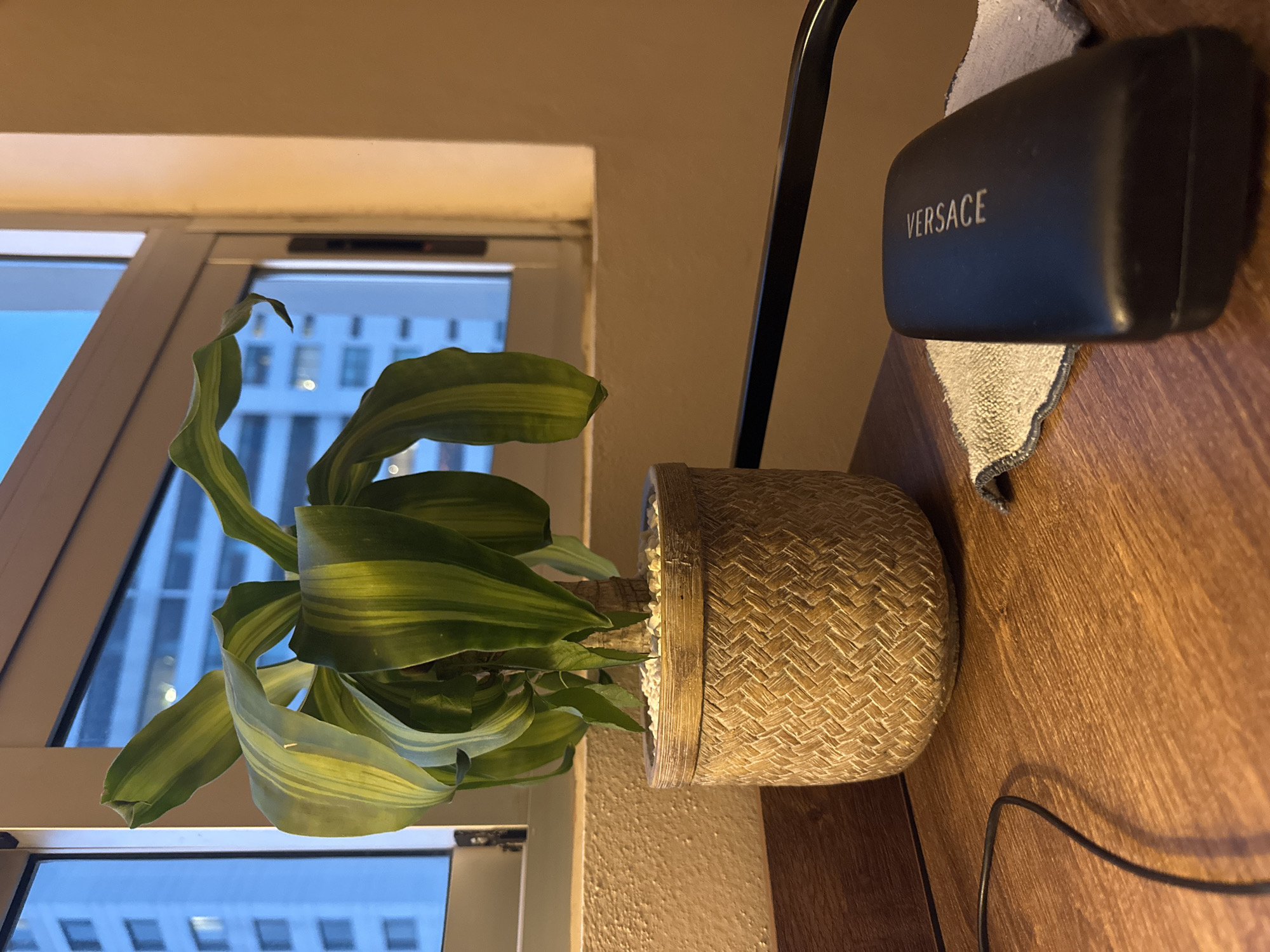 A potted plant sits on a wooden surface next to a window in an indoor setting. The plant has long, green and yellow striped leaves. The pot is made of a woven material. Next to the plant is a black Versace sunglasses case sitting on top of a gray cloth. Outside the window, a tall building is visible, suggesting an urban setting. The location of Jesús del Monte, Mexico is mentioned, but the image provides no information to verify this location.