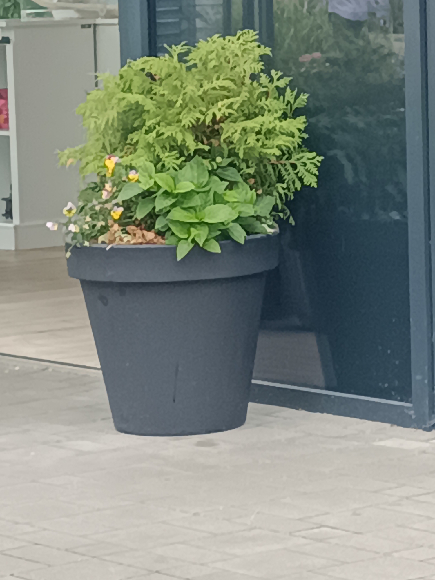 A large, dark gray planter contains a dense arrangement of green foliage and small, multi-colored flowers. The planter sits on a light-colored, tiled surface. To the right of the planter, a dark gray frame encloses a reflective surface, likely a window or door, through which faint reflections of the environment and possibly people can be observed. In the background, a white shelf unit is visible on the left. The scene appears to be an outdoor setting, possibly a commercial or public space in Gdynia, Poland, characterized by its urban landscaping elements and clean architectural features.