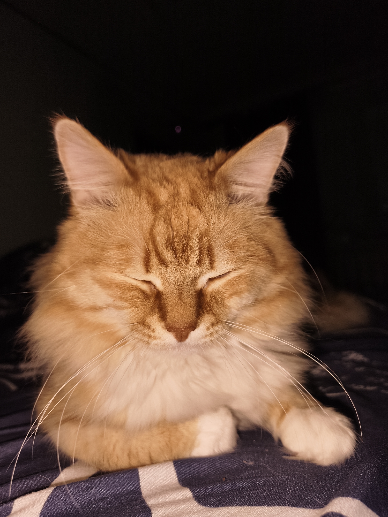 A close-up indoor shot features an orange longhaired cat with white paws, its eyes closed, appearing to be asleep or deeply relaxed. The cat is positioned on a blue and white striped surface, presumably a bed or blanket. The background is dark, almost black, creating a sense of depth. There are no identifiable features suggesting a specific location within Chaikovsky, Russia.
