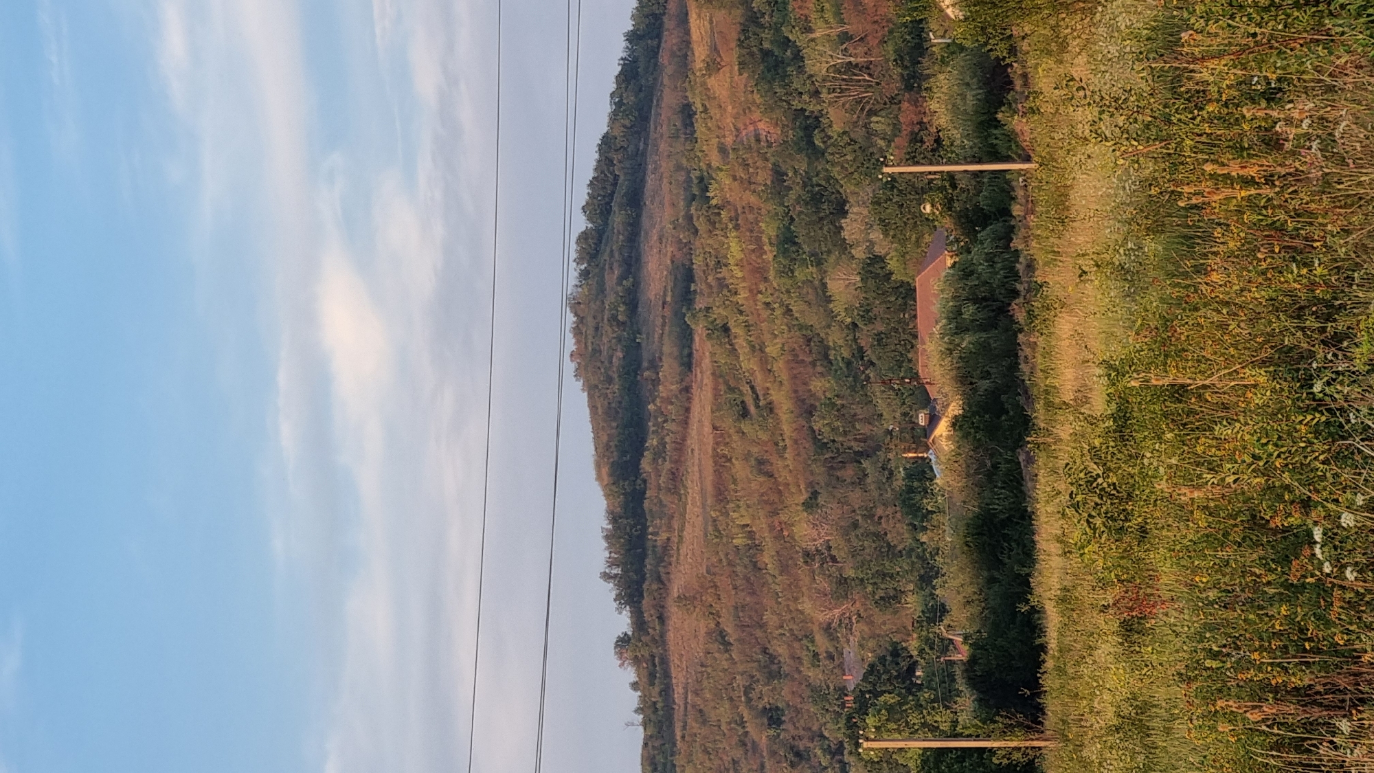 This image depicts a rural landscape on the outskirts of Berehove, Ukraine. The scene is dominated by a rolling, tree-covered hill in the mid-ground, with a lighter patch of grass near its crest. In the foreground, a field of tall, green and yellow grass and wildflowers stretches across the frame. Several wooden utility poles are visible, two on the left and one on the right, supporting power lines that stretch horizontally across the upper portion of the image. In the middle ground, nestled amongst the trees and vegetation, are a few residential structures with visible rooftops. The sky above is a pale blue with scattered, wispy white clouds, suggesting it is either early morning or late afternoon. The overall impression is one of a tranquil, undeveloped rural area.