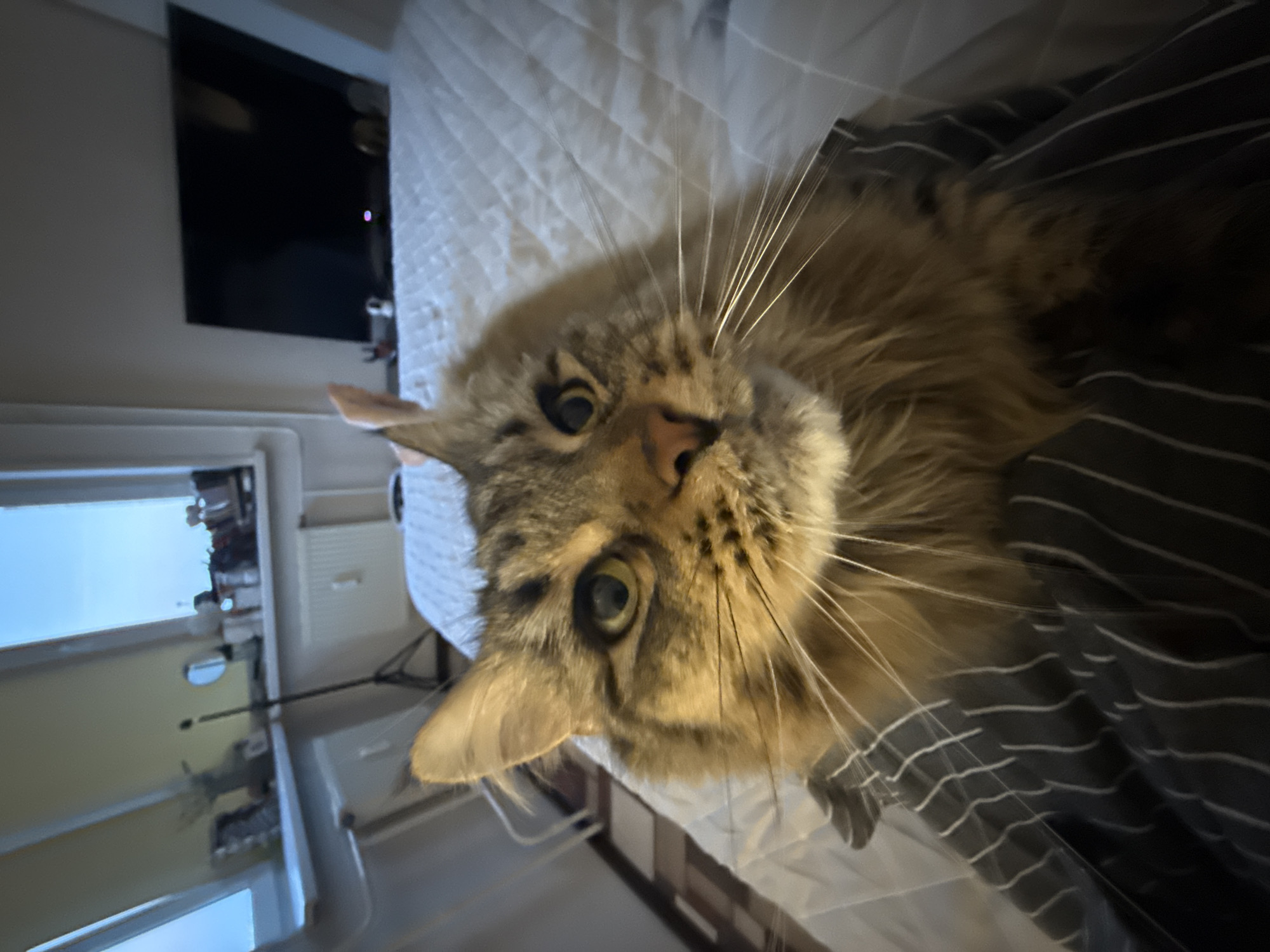 A close-up shot of a Maine Coon cat lying on a bed. The cat is primarily tan and brown, with long whiskers. The bed has a white quilted bedspread and a dark gray striped duvet. In the background, a television is mounted on the wall, and a window with blinds is visible. The location in Izhevsk, Russia is not possible to determine based solely on this image.