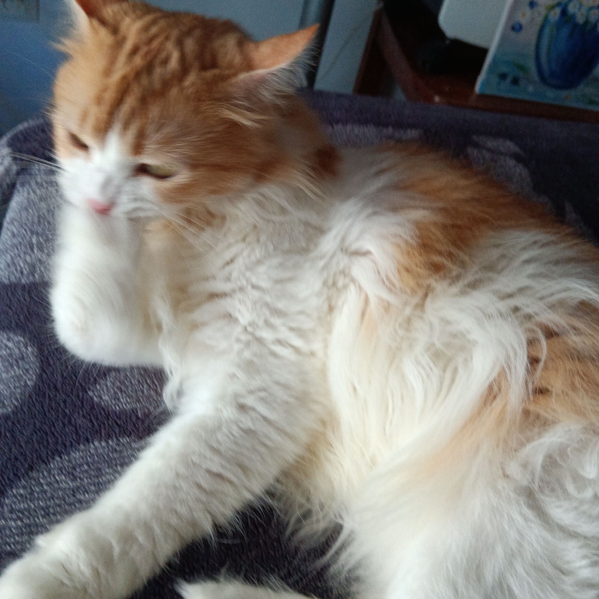 The image shows an orange and white cat lying on a dark grey blanket. The cat is in the foreground, its body taking up most of the frame. Its head is to the left, with its face partially obscured by its paw which it is grooming. The cat has bright green eyes and a pink nose. The blanket appears to be a textured, woven material. In the background, there is a blurry blue wall and a wooden surface with a white object that has blue and black markings on it, possibly a decorative item or artwork. The scene appears to be indoors. There is no indication of the specific location within the city of Oliva, Spain.