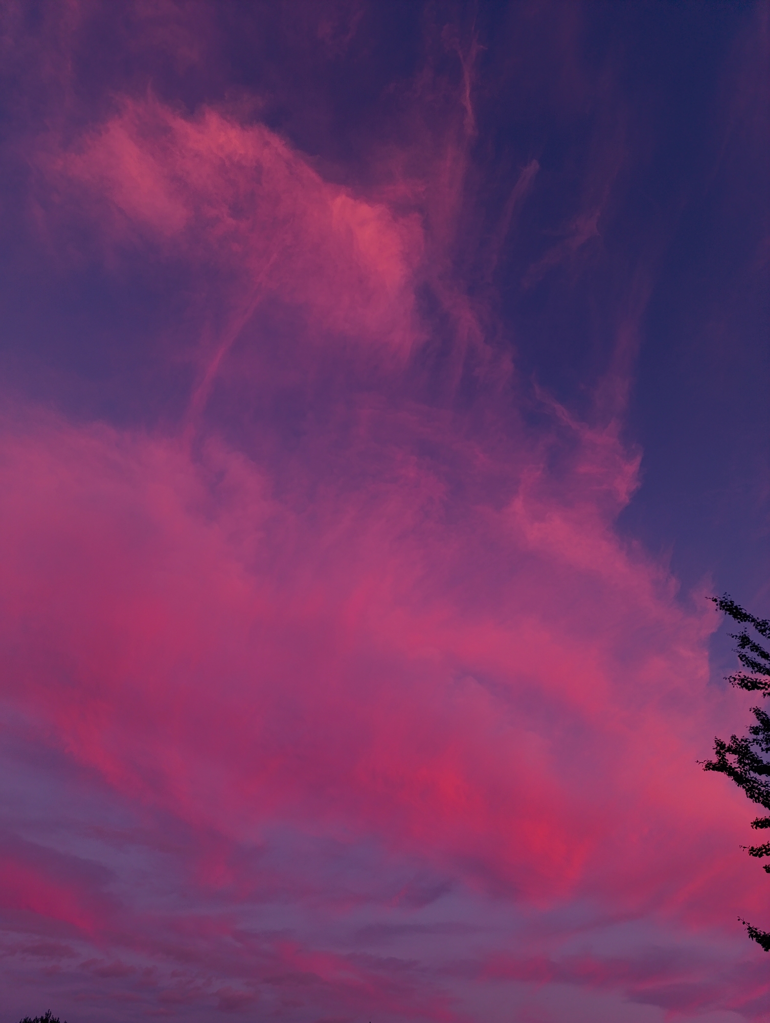 A sky filled with vibrant pink and purple clouds, illuminated by the setting sun, dominates the frame. Wisps of lighter pink clouds are scattered across a deeper purple sky. In the lower right corner, the dark silhouette of tree branches is visible against the colorful sky. The lower edge of the image shows the faint silhouettes of trees and possibly other vegetation. The location is not specified, but the scene evokes a tranquil, natural environment at dusk.