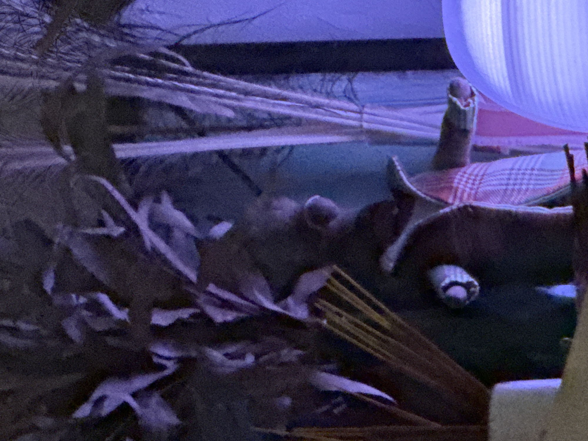 The image shows a blurry scene with elements of a constructed environment. In the foreground, there are blurred organic materials such as leaves and straw. There is a patterned fabric object. The environment is dimly lit, with a blue hue. Based on the materials and patterns, the scene could be part of a diorama, art installation, or staged display. No people are visible. There is no information in the image to suggest a specific location in Krasnoyarsk, Russia.