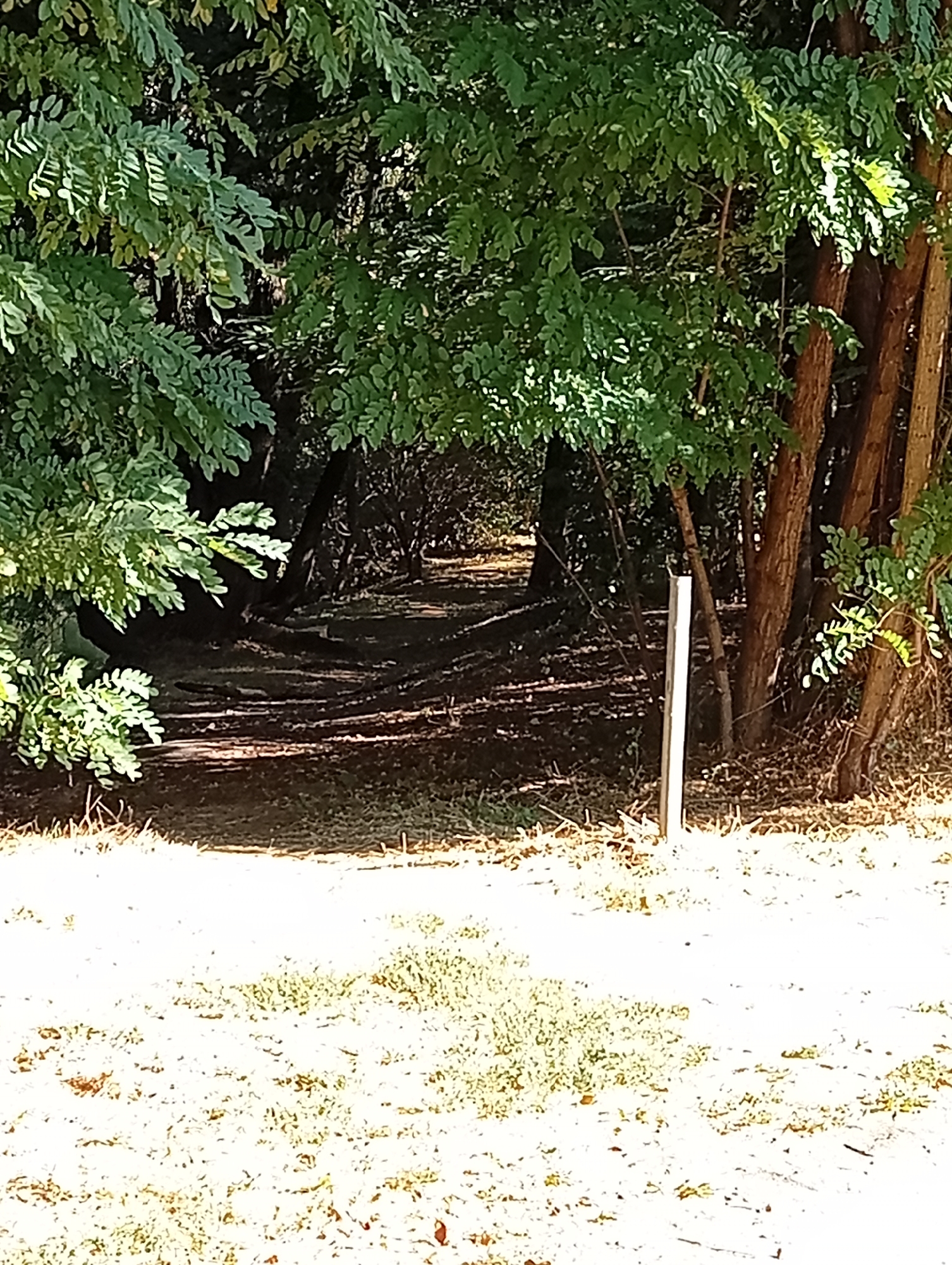 The image depicts a sun-dappled path leading into a dense stand of trees. The path appears to be unpaved, with a dry, light-colored surface and shadows cast by the surrounding foliage. The trees are tall with thick trunks and abundant green leaves that create a canopy overhead, filtering the sunlight. In the foreground, to the right of the path, a single white post is visible, standing upright in dry grass and fallen leaves. The overall impression is of a shaded, natural pathway within a wooded area.