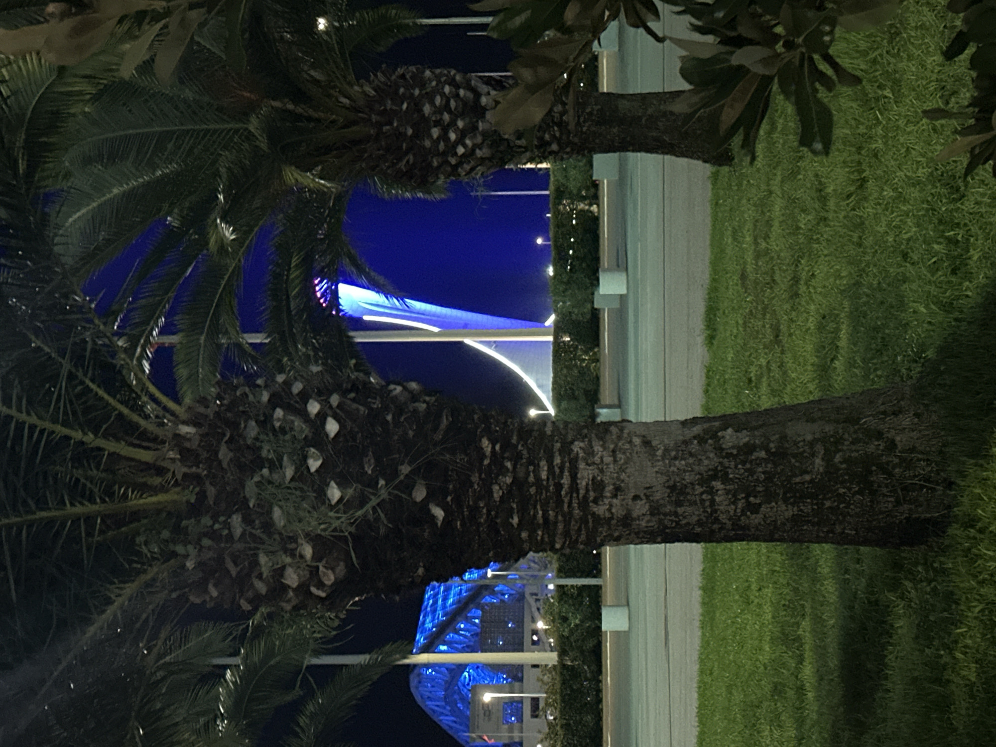 The image depicts a night scene in Sochi, Russia, showcasing a distinctive structure resembling a giant blue flame, illuminated against a dark sky. The flame-like structure appears to be part of an architectural complex, with its base possibly integrated into a building with a geometric, multi-faceted roof, also illuminated with blue lights. In the foreground, two palm trees stand prominently, their dark silhouettes contrasting with the illuminated background. The left palm tree is closer and more detailed, its textured trunk and fronds clearly visible. The right palm tree is further away and slightly obscured. Between the palm trees, a grassy area is visible, followed by a paved pathway or road with white bollards and what appear to be planters. The overall atmosphere is nocturnal, with artificial lighting dominating the scene.