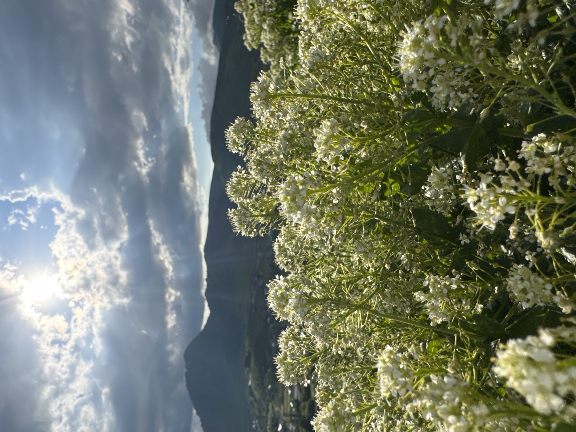 The image captures a close-up view of white wildflowers in bloom, their delicate petals and green stems dominating the foreground. The flowers are clustered in dense bunches, creating a soft, airy texture. Behind the flowers, a dramatic landscape unfolds. Dark, imposing mountains rise up, their slopes partially obscured by a hazy atmosphere.
The sky above is a dynamic canvas of light and shadow. Bright, piercing sunlight breaks through a thick layer of cumulus clouds, casting rays of light that illuminate the scene. The contrast between the sunlit clouds and the darker masses suggests a partly cloudy sky, possibly indicative of changing weather. The overall lighting suggests it's either early morning or late afternoon, with the sun positioned low in the sky.
The scene is set in a mountainous region, with the hint of a settlement or valley visible in the distance between the mountains and the foreground flowers. The inclusion of wildflowers and the vast mountain backdrop points towards a natural, possibly rural or alpine environment. The image conveys a sense of serene beauty, with the vibrant life of the flowers set against the majestic, and somewhat imposing, natural landscape. There is no visible text in the image.