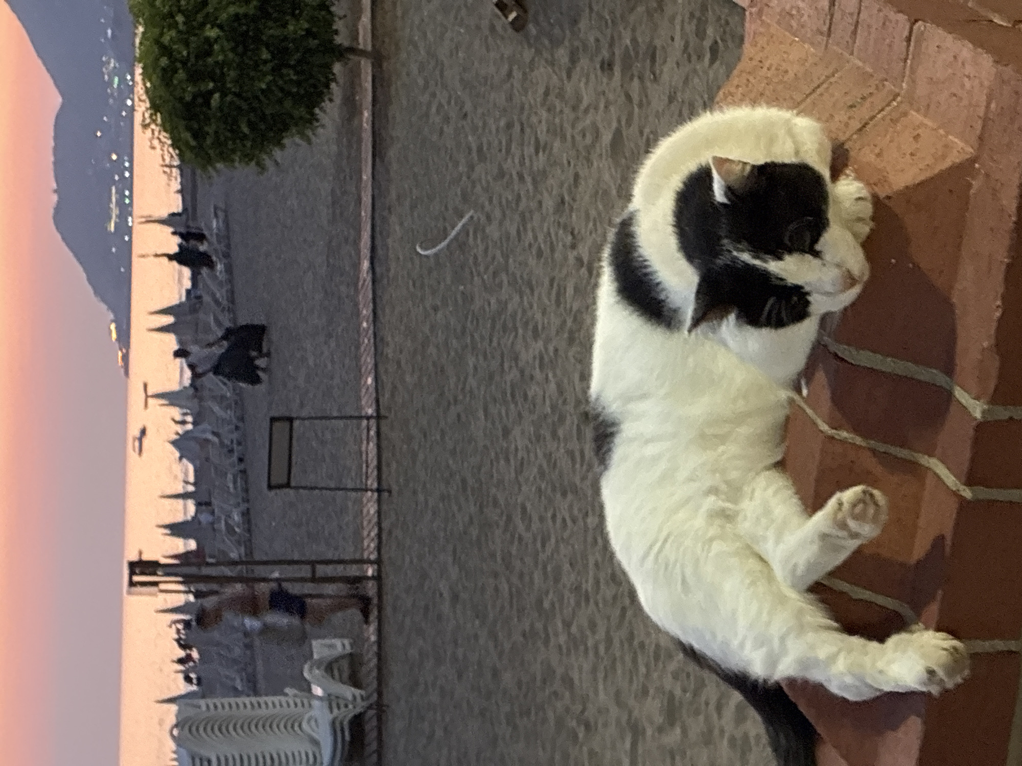 A black and white cat sleeps on a brick ledge on a beach in Alanya, Turkey. The cat is curled up, facing to the right. In the background, the sun is setting over the sea, casting an orange glow on the water and sky. There are mountains in the distance, with lights from a city visible on their slopes. The beach is covered in sand, with rows of empty lounge chairs and umbrellas, suggesting it is late in the day or off-season. A few people are visible walking on the beach in the distance. A small, green bush is located to the right of the frame.