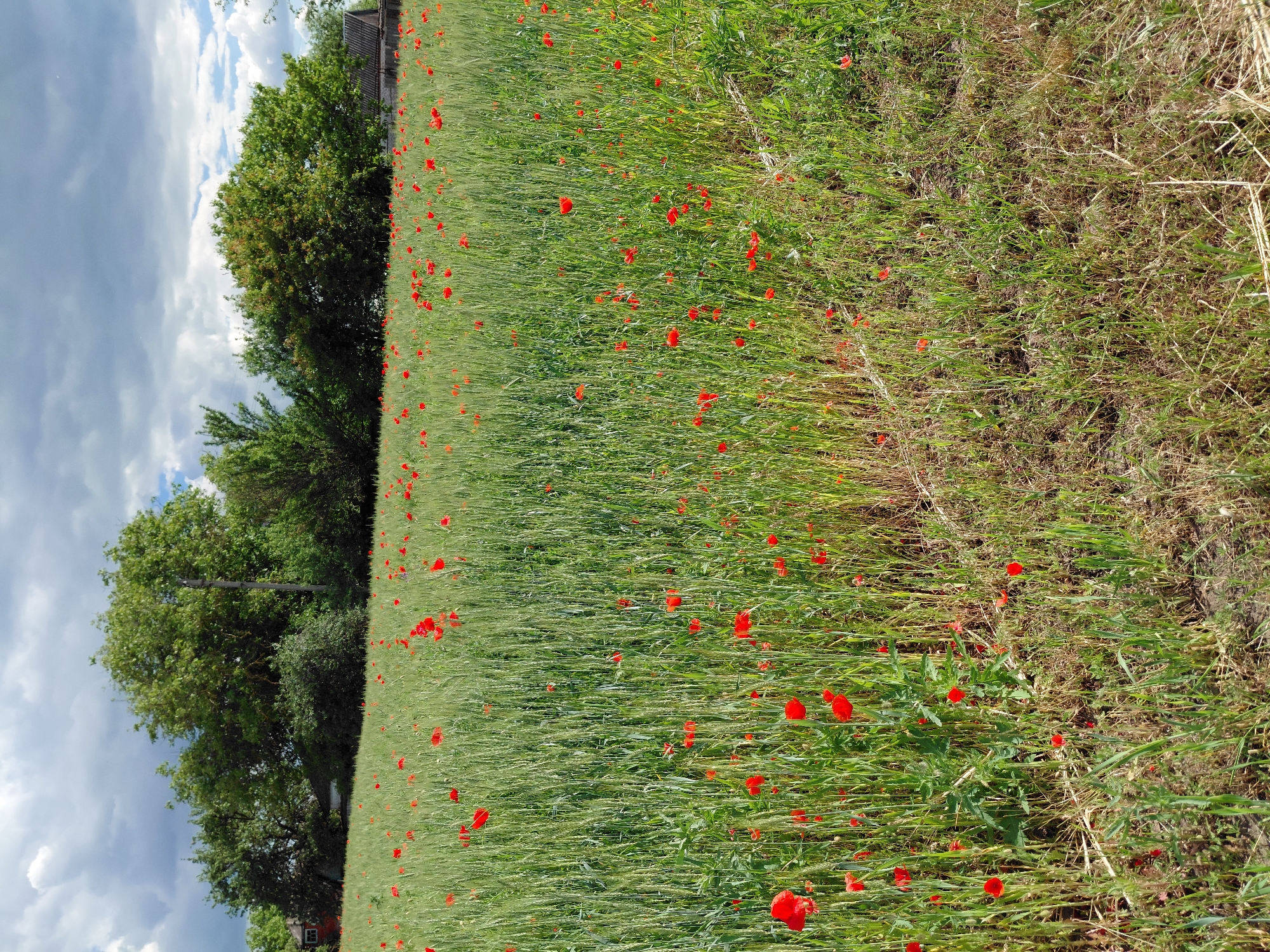 The image displays a serene rural landscape in Ustyvytsia, Ukraine, featuring a large field teeming with green vegetation and interspersed with numerous vibrant red poppies. The field, likely cultivated with a cereal crop such as wheat or barley, stretches across the foreground and midground, presenting a rich tapestry of green stalks dotted with the scarlet blooms.
In the background, a dense line of mature deciduous trees with full, verdant canopies forms a natural boundary to the field. Above the tree line and extending over the field, the sky is visible, characterized by a mix of bright blue patches and soft, fluffy white and grey clouds, indicating a partially cloudy but bright day. A faint outline of a wooden structure or fence is barely visible behind the trees.
The scene evokes a feeling of natural beauty and tranquility, typical of the countryside during the late spring or early summer when poppies are in bloom. The lighting suggests it is daytime, possibly late morning or afternoon. There are no people or animals present, and no specific activities are taking place. No visible text is present in the image.