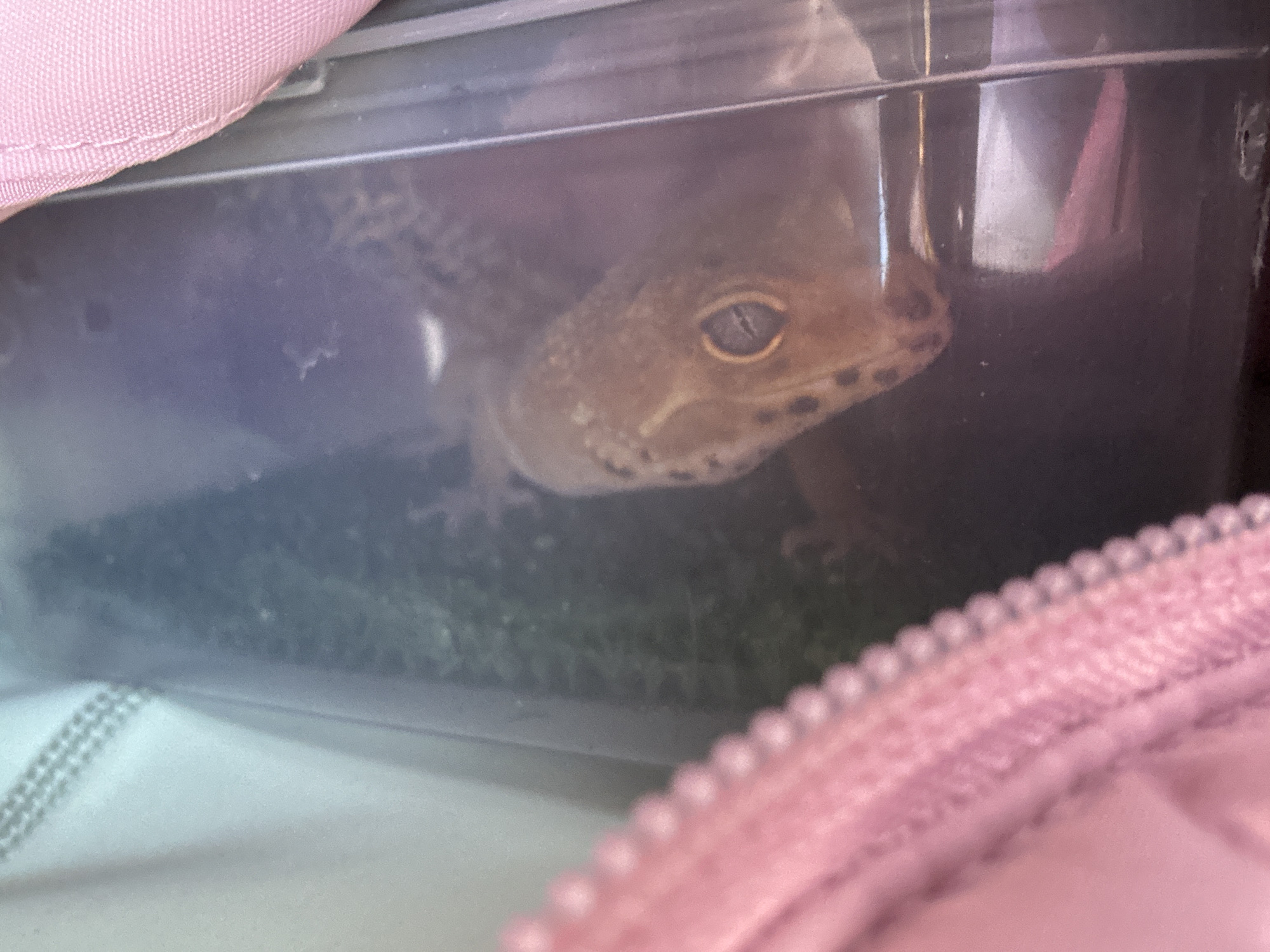 A gecko is in a clear plastic container. The container appears to have some green material inside. Portions of a pink object, potentially a bag or clothing, are visible both above and to the right of the container. There is no indication of location, including the city of Moscow.