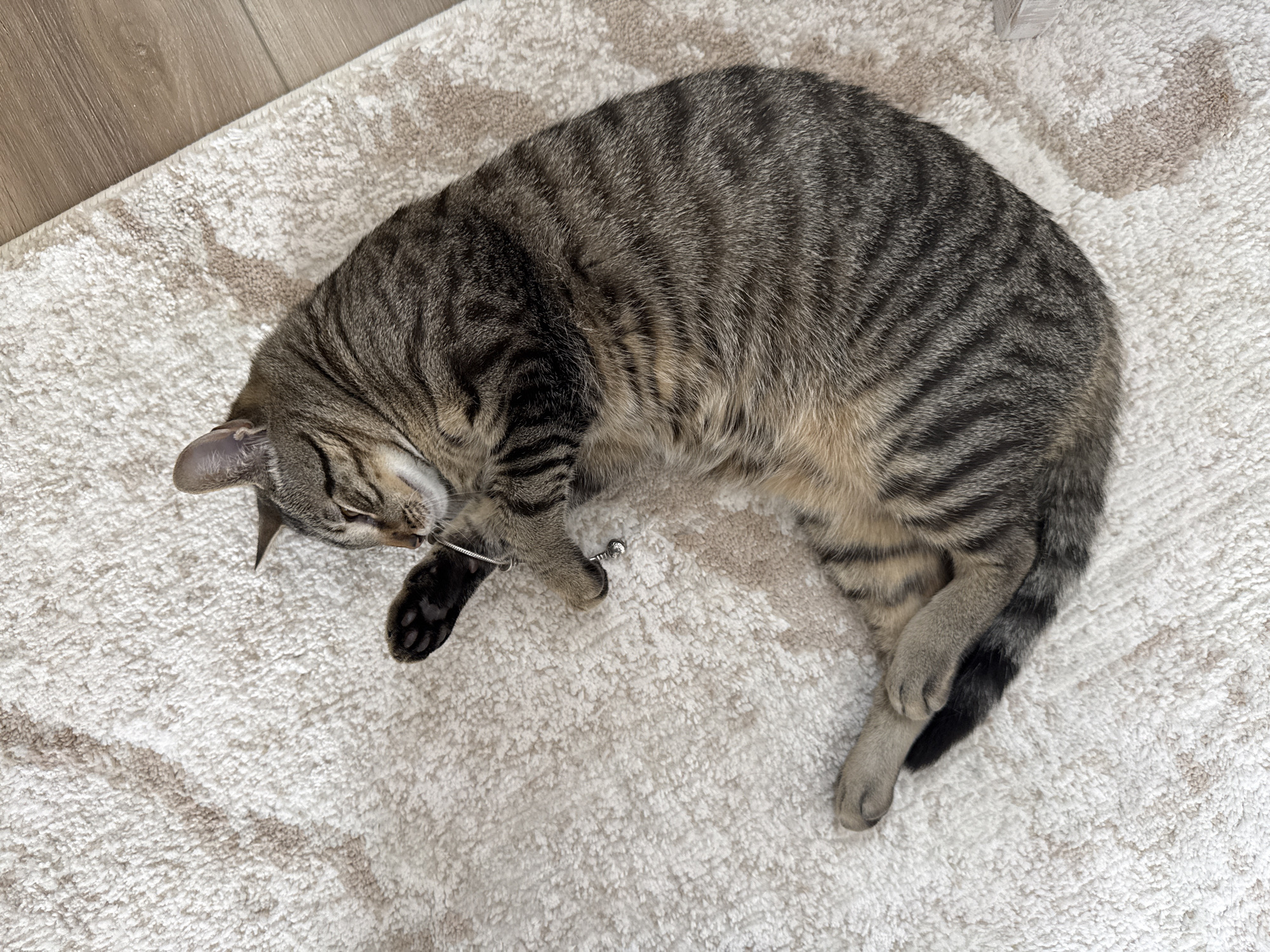 A tabby cat is sleeping on a light-colored rug next to a wooden floor. The cat is curled up on its side with its paws tucked in. It has a silver collar with a bell. The cat's eyes are closed, and its fur is striped with shades of gray and brown. The scene appears to be indoors, with natural light suggesting it could be daytime. There are no people or text visible in the image.