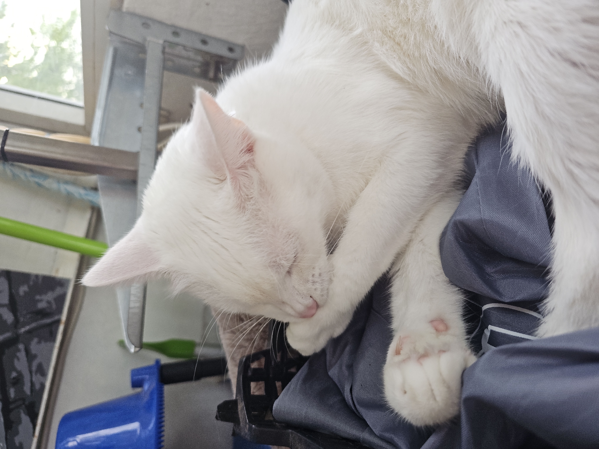A white cat is grooming its paw, resting on a dark blue fabric, possibly clothing. The cat's eyes are closed and its pink nose is visible. In the background, a blue bucket and part of a metal shelf are visible, along with a window showing trees. The scene appears to be indoors.