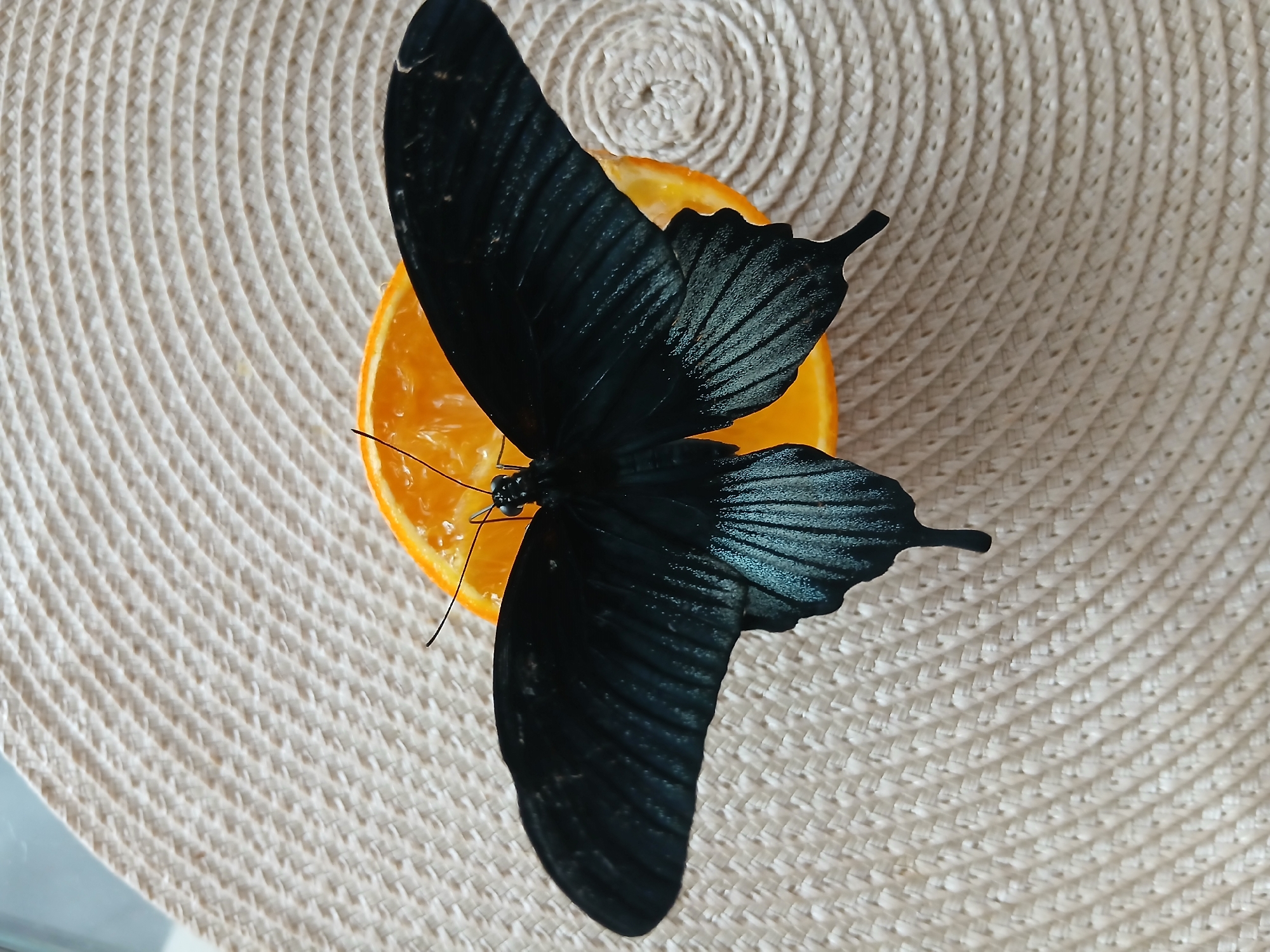 This image features a top-down view of a large, black butterfly resting on a slice of orange. The butterfly's wings are spread open, showcasing their dark, iridescent coloration and intricate vein patterns. Its body is dark and segmented, with two prominent antennae extending forward. The orange slice is round and vibrant, with its juicy pulp clearly visible.
The butterfly and orange slice are positioned on a textured, light-colored surface that appears to be a woven placemat or mat. The mat has a circular, spiraling pattern that creates a visually interesting backdrop for the subjects. The lighting in the image is bright, suggesting it was taken during the daytime, likely indoors given the placemat. There are no people visible in the image, and no text is present. The scene is static, with the butterfly appearing to be still, perhaps feeding on the orange. The overall impression is one of natural beauty and delicate detail, highlighting the contrast between the dark butterfly and the bright orange against the neutral textured background.