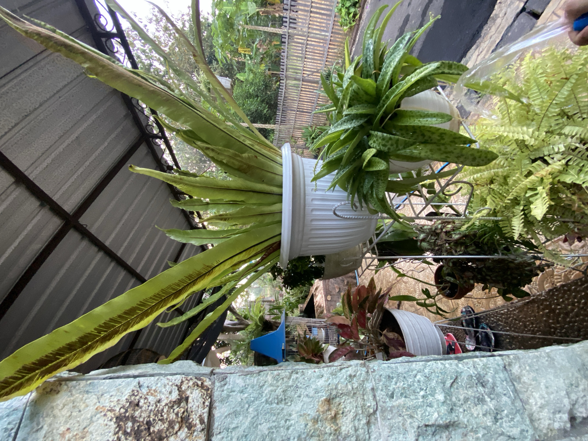 The image depicts an outdoor setting, possibly a patio or garden area in Margorejo, Indonesia. The scene is dominated by various potted plants. In the foreground, a large Bird's Nest Fern with long, strap-like leaves is prominently featured in a white pot. To the right, a potted plant with fleshy, spotted leaves is also visible. A person's hand with a blue fingernail is shown watering the spotted plant. In the background, a metal fence and lush greenery suggest a residential outdoor space. The overall impression is one of a tropical or subtropical environment, likely during daylight hours, with overcast or possibly humid weather given the sheen on the leaves. The image is taken from a low angle, looking upwards at the plants and overhead structures. There are no visible text elements in the image.