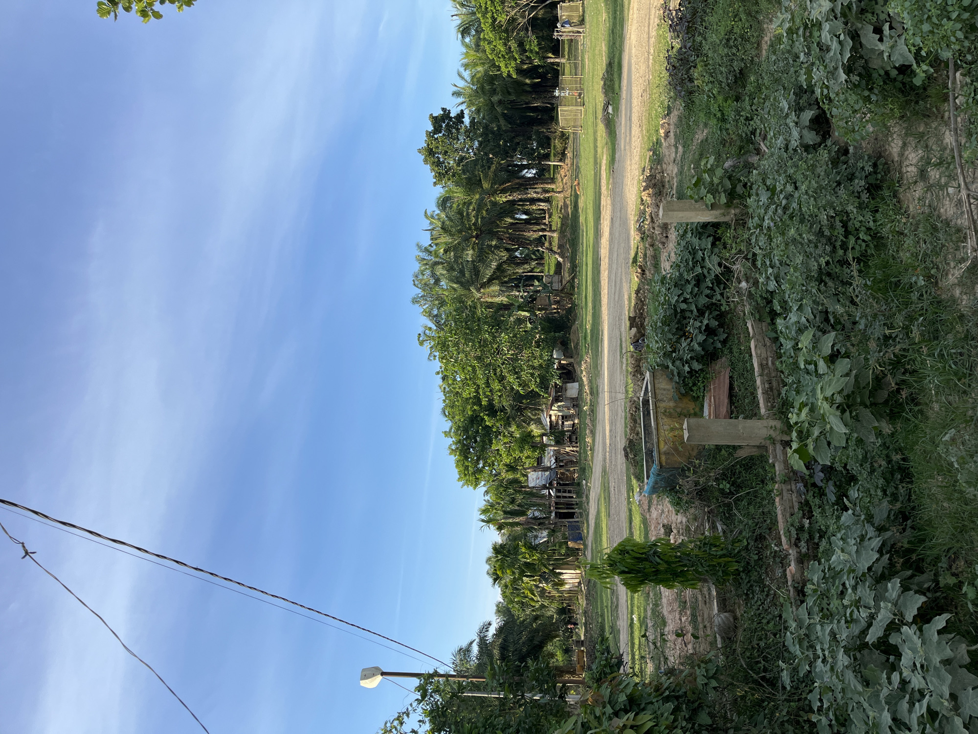 This media file depicts an outdoor scene in Alurcucur, Indonesia. The image is vertically oriented and shows a path bordered by lush greenery and trees, including palm trees. The sky is clear and blue, suggesting a sunny day.
On the right side of the path, there are various plants and vegetation, with some wooden posts interspersed. The path itself appears to be dirt or gravel, leading into the distance. On the left side of the path, a line of trees and some structures are visible, possibly homes or small shops, with corrugated metal roofs. A utility pole with electrical wires and a light fixture is also present in the foreground on the left.
The scene suggests a rural or semi-rural setting. The time of day appears to be late afternoon or early evening, given the soft lighting and long shadows. There are no people prominently visible in the frame, and the overall mood is one of tranquility and natural beauty. No text is discernible in the image.
