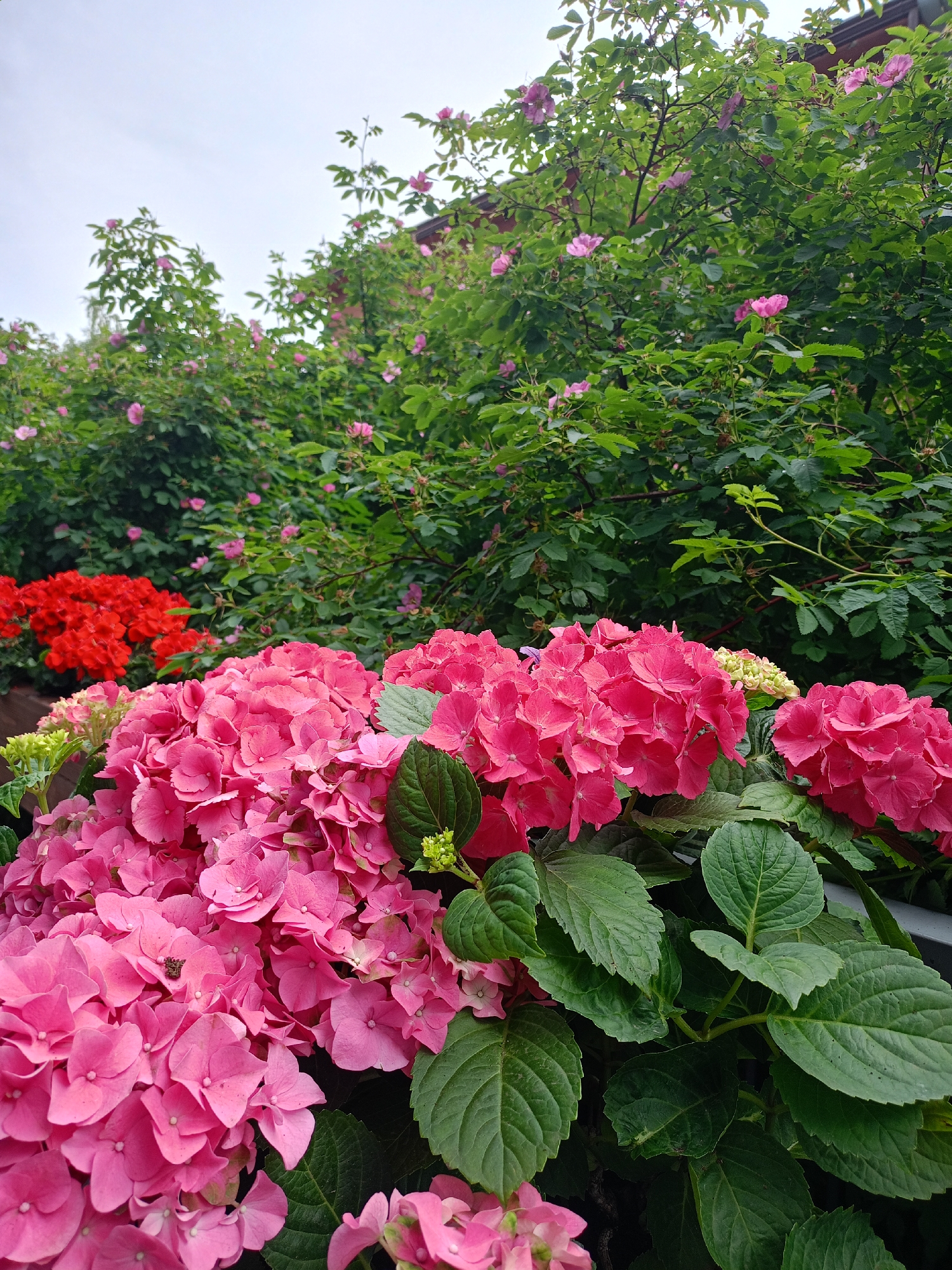 An outdoor, eye-level, medium shot captures a dense, vibrant garden overflowing with pink and red hydrangeas, and pink roses in the background. The sky is overcast and white, providing a soft, diffused light. In the foreground, a cluster of bright pink hydrangeas dominates the frame, their numerous small petals forming large, rounded flower heads. To the left and slightly behind these pink blooms are bright red hydrangeas, also in full bloom. Behind them, a thick hedge of green leaves and branches is dotted with small pink roses, their delicate blooms peeking through the foliage. The leaves of the hydrangeas are a deep green, with visible veins and a slightly textured surface. The scene appears to be in a garden, possibly a residential area, with no people or animals present. The overall impression is one of lush, abundant floral growth.