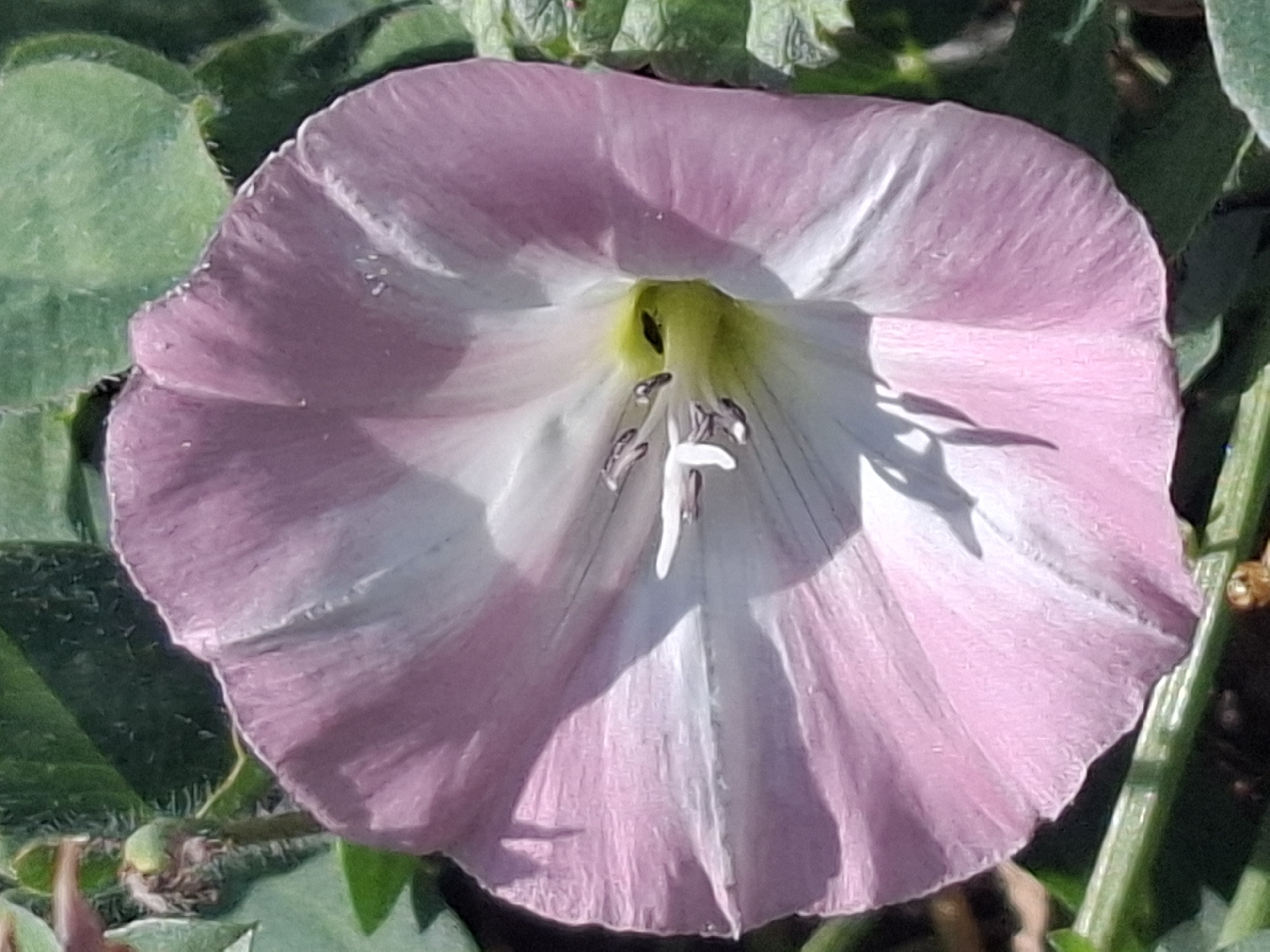 A close-up, top-down view of a single, open pink and white flower with visible stamens and pistil. The flower is surrounded by green foliage. The scene is devoid of human presence, structures, or any indicators of a specific urban location. It is impossible to determine the city of Almaty, Kazakhstan, or any other geographical context from the provided image.