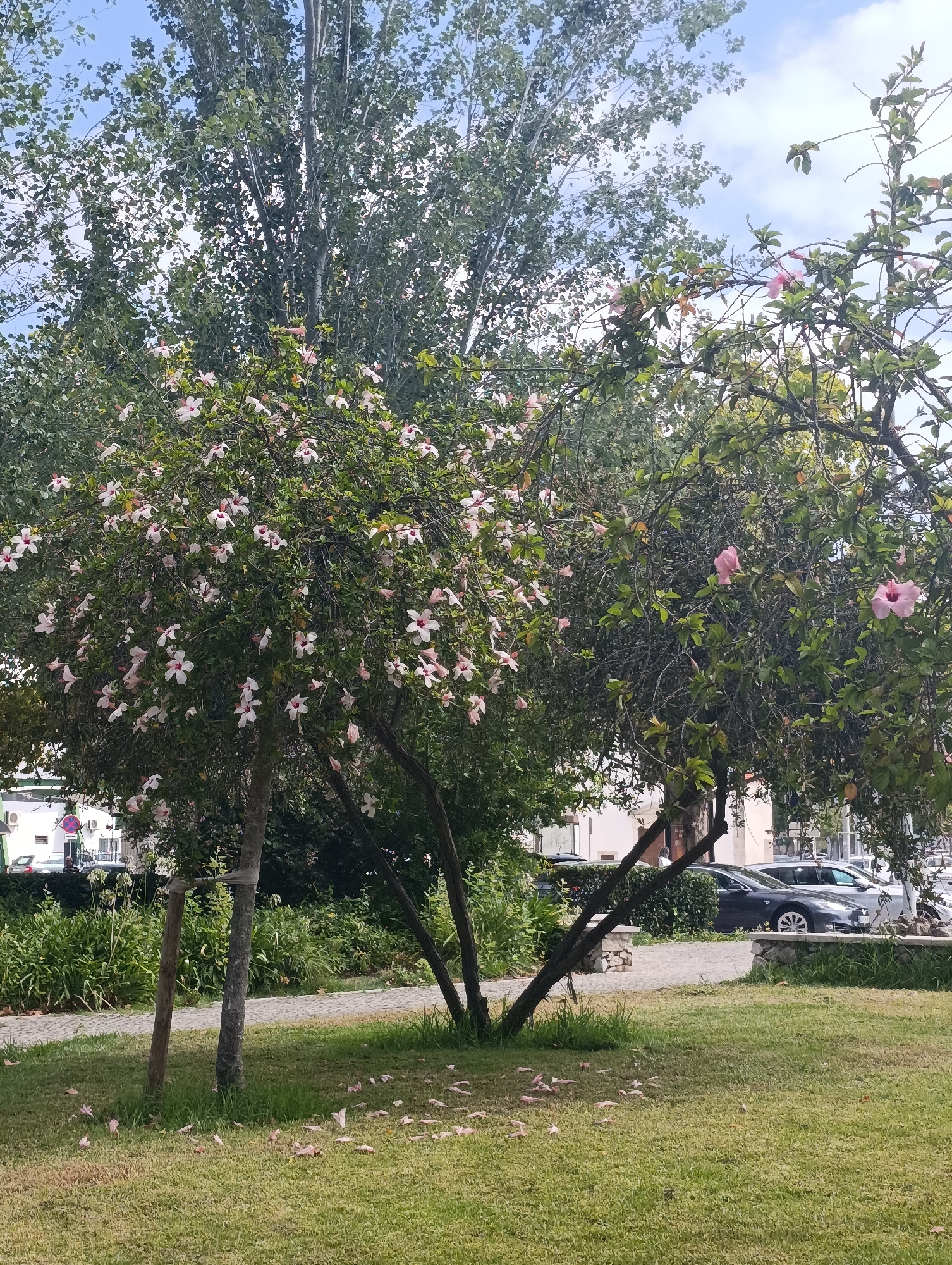 The image depicts a park-like setting in Setúbal, Portugal, with lush green grass and trees. In the foreground, a patch of grass is scattered with fallen pink petals, suggesting the presence of flowering trees. Two trees with abundant pink and white flowers are prominently featured in the mid-ground. The trees have multiple trunks and branches laden with blossoms. Behind the trees, a paved pathway is visible, bordered by low stone walls. Further in the background, buildings and parked cars can be seen, indicating an urban environment. The sky is partly cloudy. No people are clearly visible in the image.