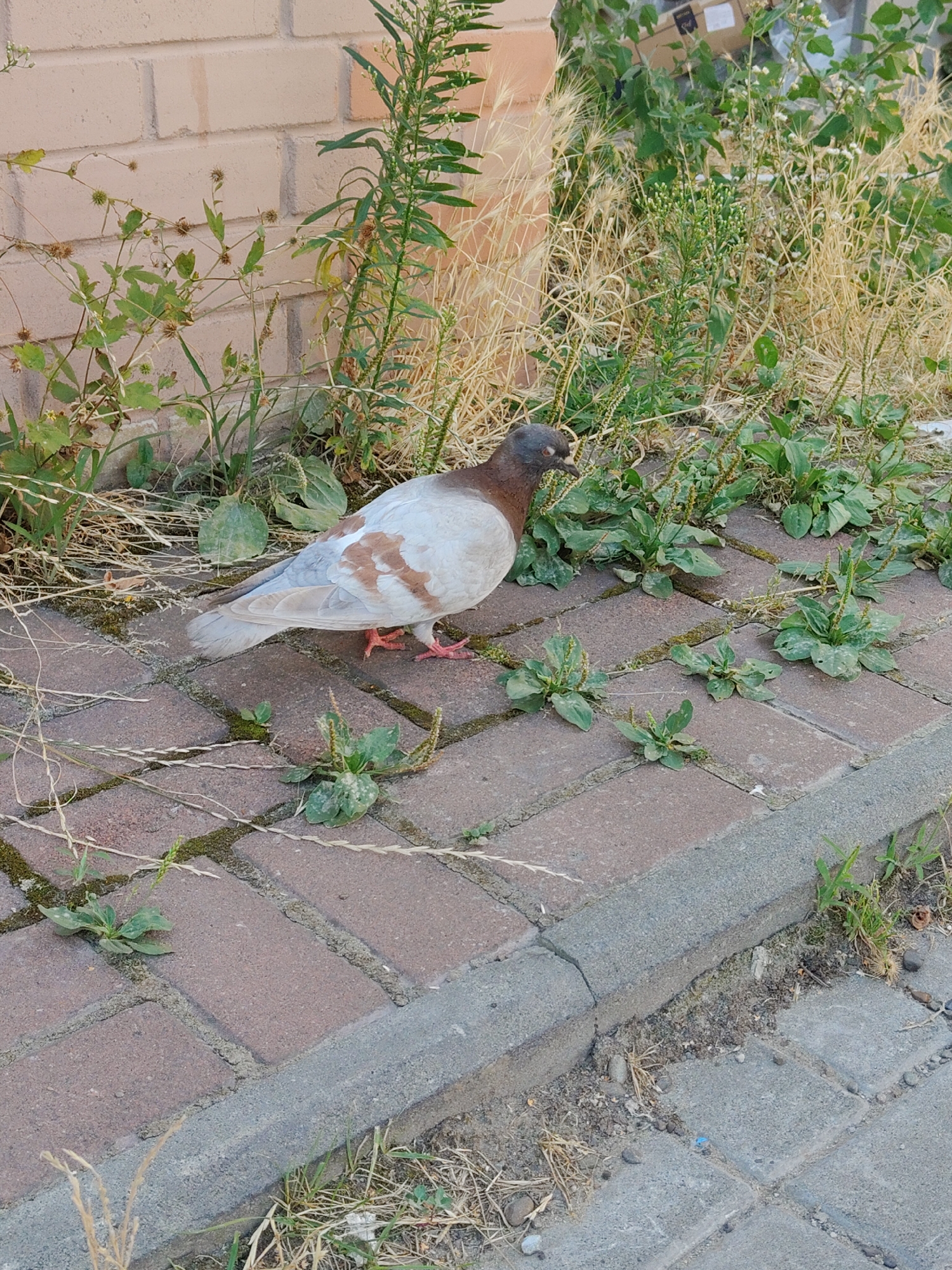 A pigeon stands on a brick sidewalk, facing left with its head tilted down as if pecking at the ground. The pigeon has a dark head and neck, with a white and brown speckled body and wings. Its legs and feet are pink. The sidewalk is made of red-brown bricks, with green plants growing in the cracks and along the edges. In the background, there is a brick wall and a dense growth of green and dry grasses and plants. The scene appears to be outdoors, possibly in an urban setting given the sidewalk and brick wall, consistent with the city of Chernivtsi, Ukraine.