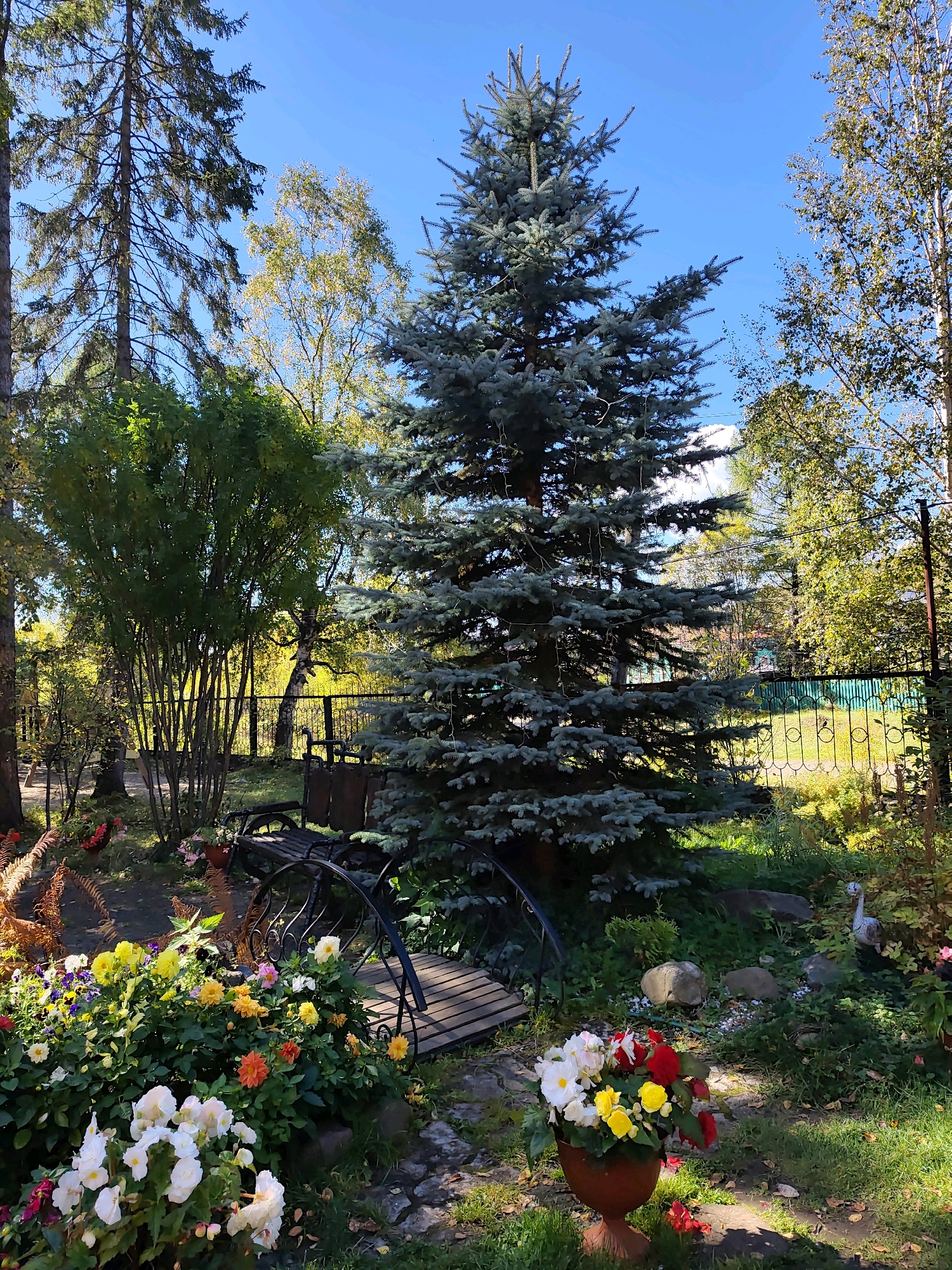 This is a medium-shot, eye-level, outdoor photograph of a garden area in Listvyanka, Russia, on a sunny day with a clear blue sky. The foreground features a prominent blue spruce tree. To the left of the spruce is a cluster of flowering plants in various colors, including white, yellow, orange, and pink. Behind these flowers, a decorative black metal bridge arches over a small pathway. Further to the left, a bench made of wood and metal is visible. In the middle ground, the spruce tree dominates, casting a shadow. Behind it, a tall deciduous tree with yellowing leaves is prominent. A black metal fence runs horizontally across the middle ground, separating the garden from a grassy area beyond. To the right of the spruce, more deciduous trees with green and yellow foliage are visible. In the far right of the image, a decorative garden statue of a goose stands among the plants. The ground is covered in grass and fallen leaves. The overall impression is of a well-maintained, tranquil garden.