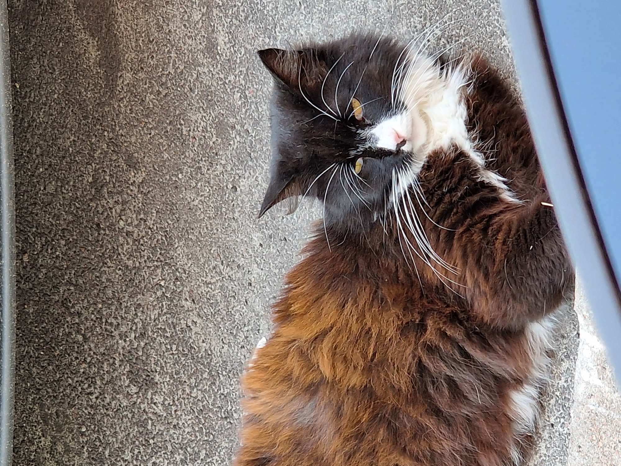 A black and white cat with long fur is lying on its back on a textured gray surface. The cat's fur is mostly dark brown and black, with patches of white on its chest and face. Its eyes are open and yellow, and its pink nose is visible. The cat has long, white whiskers that fan out from its face. The background is a rough, gray surface that appears to be concrete or asphalt. A light blue object, possibly a wall or a piece of furniture, is visible on the right side of the image. The lighting suggests it is daytime. The cat appears relaxed and comfortable. There is no visible text in the image.