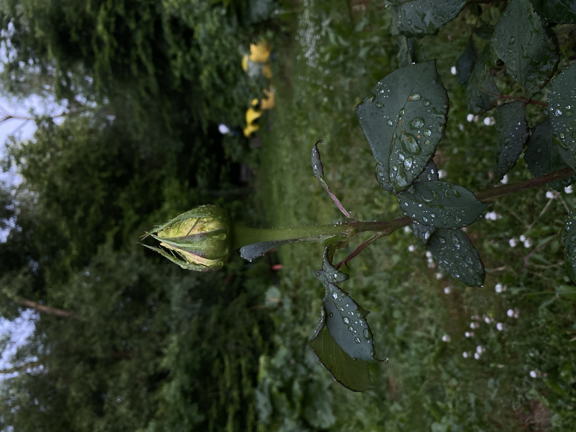 A close-up, vertically oriented, eye-level outdoor photograph shows a rosebud on a stem in the foreground. The rosebud is enclosed by green sepals and has a slight pinkish hue at its tip. Water droplets are visible on the sepals and on several dark green leaves that extend from the stem. The leaves are slightly curled, and some have water droplets hanging precariously from their edges. The stem is green and appears to be slightly fuzzy, with a few small water droplets.
The background is out of focus and consists of a lush, green garden. Trees with dark green foliage form a dense canopy overhead, and the sky above is a muted gray. In the middle ground, there are some blurred yellow objects, possibly garden equipment or structures, and some small white flowers are scattered across the ground. The overall impression is of a garden after a rainfall. The location is given as Unknown, Unknown.