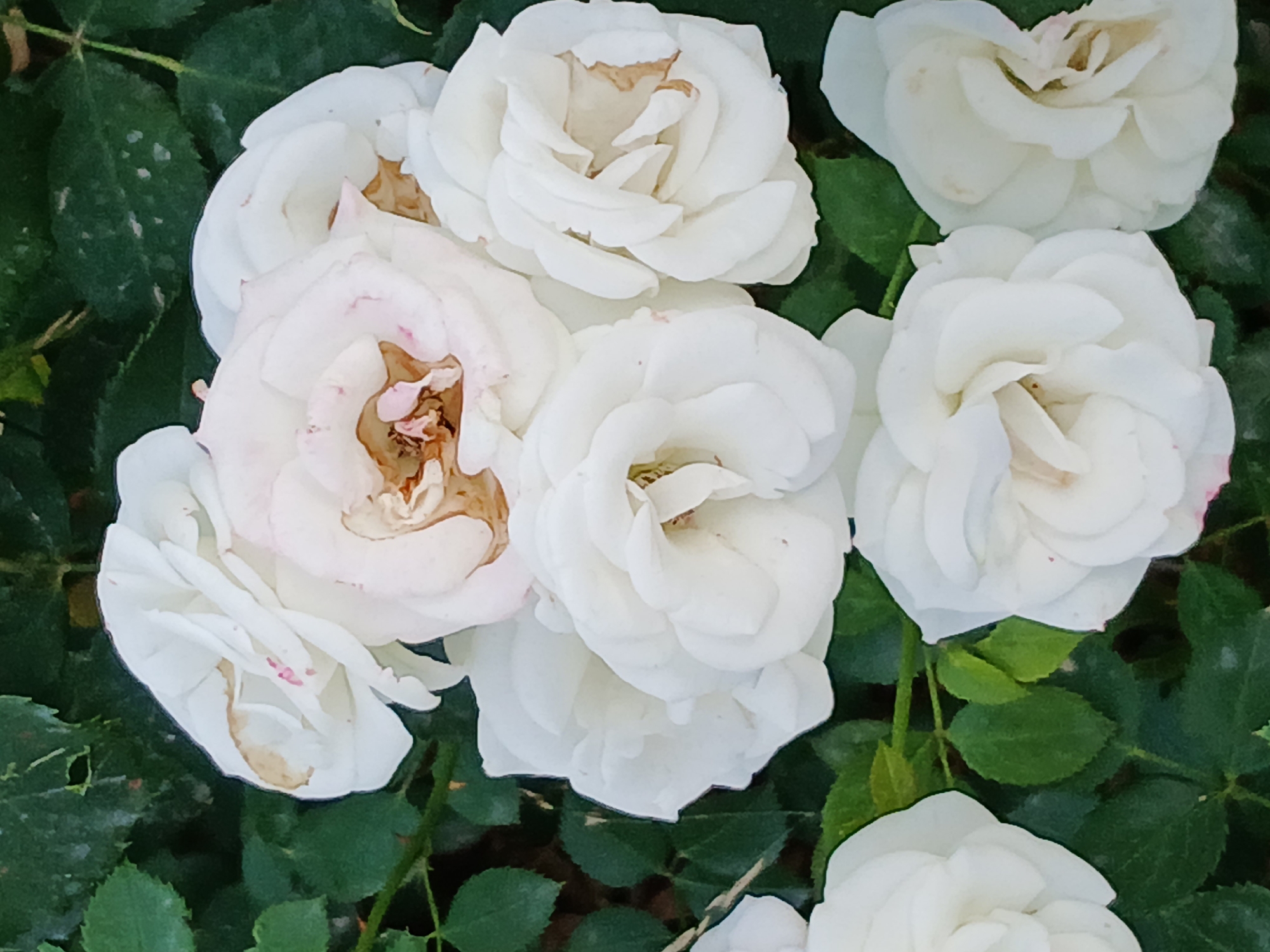 A close-up, overhead shot features a cluster of white roses with some brown and pink tinges on their petals. The roses are in various stages of bloom, with some fully open and others still partially closed. The petals are delicate and layered, creating a soft, full appearance. The background consists of lush green leaves, providing a natural and vibrant contrast to the pale roses. Some of the leaves show signs of age or disease, with white or light brown spots. The lighting appears to be natural, suggesting it might be daytime, and the overall impression is one of natural beauty and the quiet blooming of flowers. There is no visible text in the image.