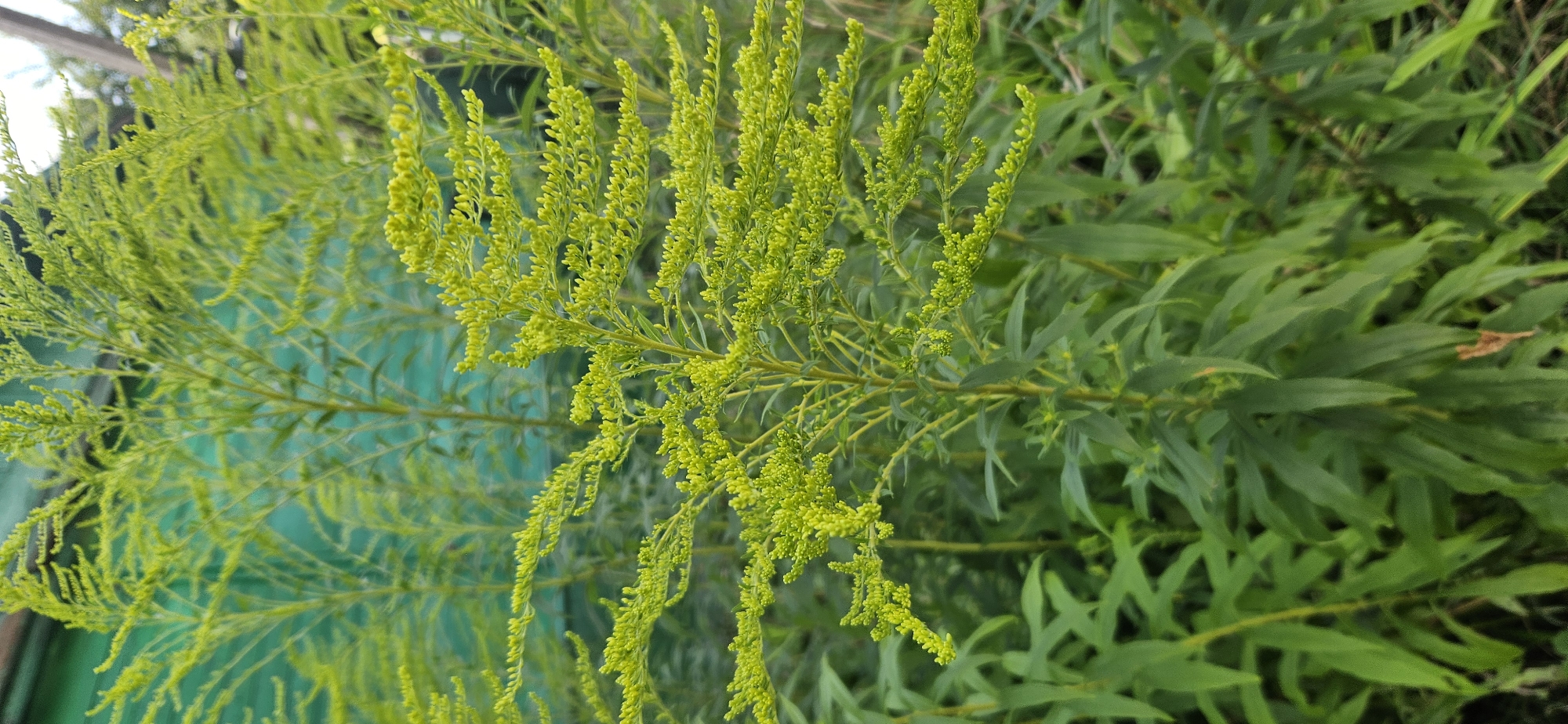 A close-up, vertical, eye-level shot captures a cluster of bright green, feathery plants, likely Solidago, in an outdoor setting. The plants are the primary focus, with their delicate, branching stems covered in tiny buds or nascent flowers. The background is softly blurred, revealing a teal-colored, textured surface, possibly a painted wooden fence or wall, and further out, darker green foliage. The lighting suggests a bright, possibly overcast day, with no harsh shadows. The image lacks any human presence or discernible urban features beyond the potential fence, making its specific location within Vitsebsk, Belarus, indeterminate from the visual information alone.