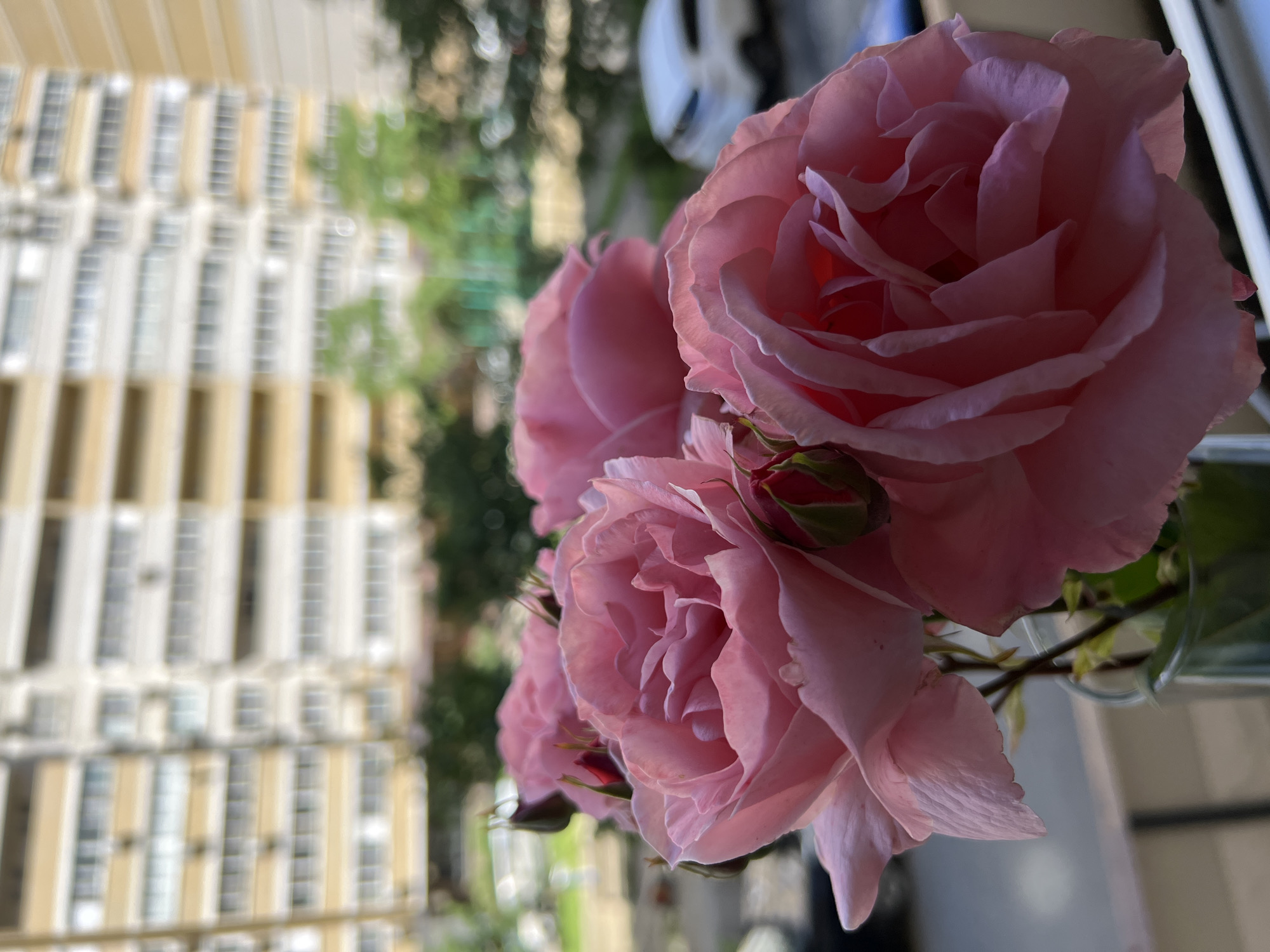 A close-up, high-angle photograph shows a bouquet of three pink roses and several buds in a clear vase, with an out-of-focus multi-story building across the street and glimpses of trees and a white car through the window. The roses are the primary focus, with the largest rose filling the upper right of the frame. The building features repeating patterns of windows and beige facade panels. The location is potentially Krasnodar, Russia based on visual cues.