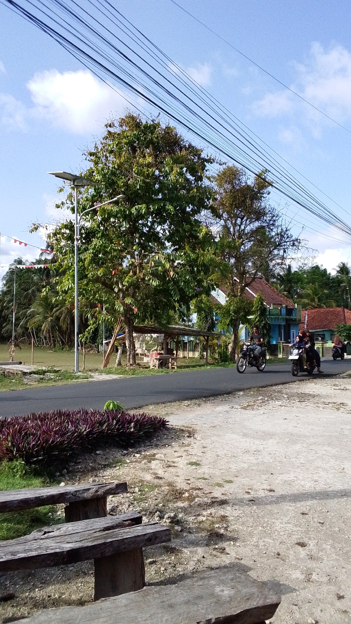 The image depicts a street scene in Cintaratu, Indonesia, on a clear day with a blue sky and scattered clouds. Several parallel power lines stretch across the upper portion of the frame. In the foreground, two rustic wooden benches are visible, with one appearing partially obscured by the camera's perspective. Adjacent to the road is a strip of dense, purple-leaved foliage.
The road itself is paved and curves gently from left to right. On the right side of the road, two motorcycles are in motion. The first, ridden by a man, is closer to the viewer, while the second, carrying two passengers, is slightly further ahead. Across the road, a row of buildings with red and blue roofs can be seen, interspersed with lush green trees and palm trees. One building, painted blue, has a prominent red roof. A small, open-air shelter with a thatched roof is situated near the road, under a large tree. In the background, there is an open grassy area with some flags or banners strung up. A solar-powered street lamp stands near the center of the image. The overall environment suggests a rural or semi-urban setting.