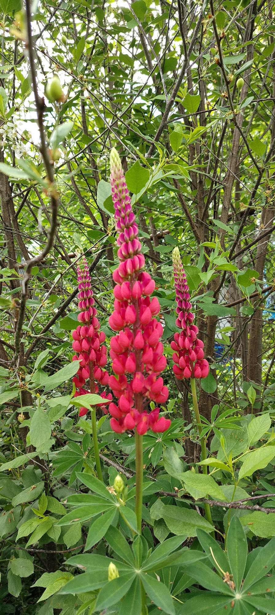The image features three Lupinus flowers in varying stages of bloom against a backdrop of green foliage and tree branches. The flowers exhibit a gradient of color, transitioning from red at the base to a greenish-purple at the tips. The Lupinus flowers are situated in front of a dense arrangement of green leaves and thin, intertwined tree branches, with hints of sky visible through the foliage. The location is given as Зипуново, Russia.