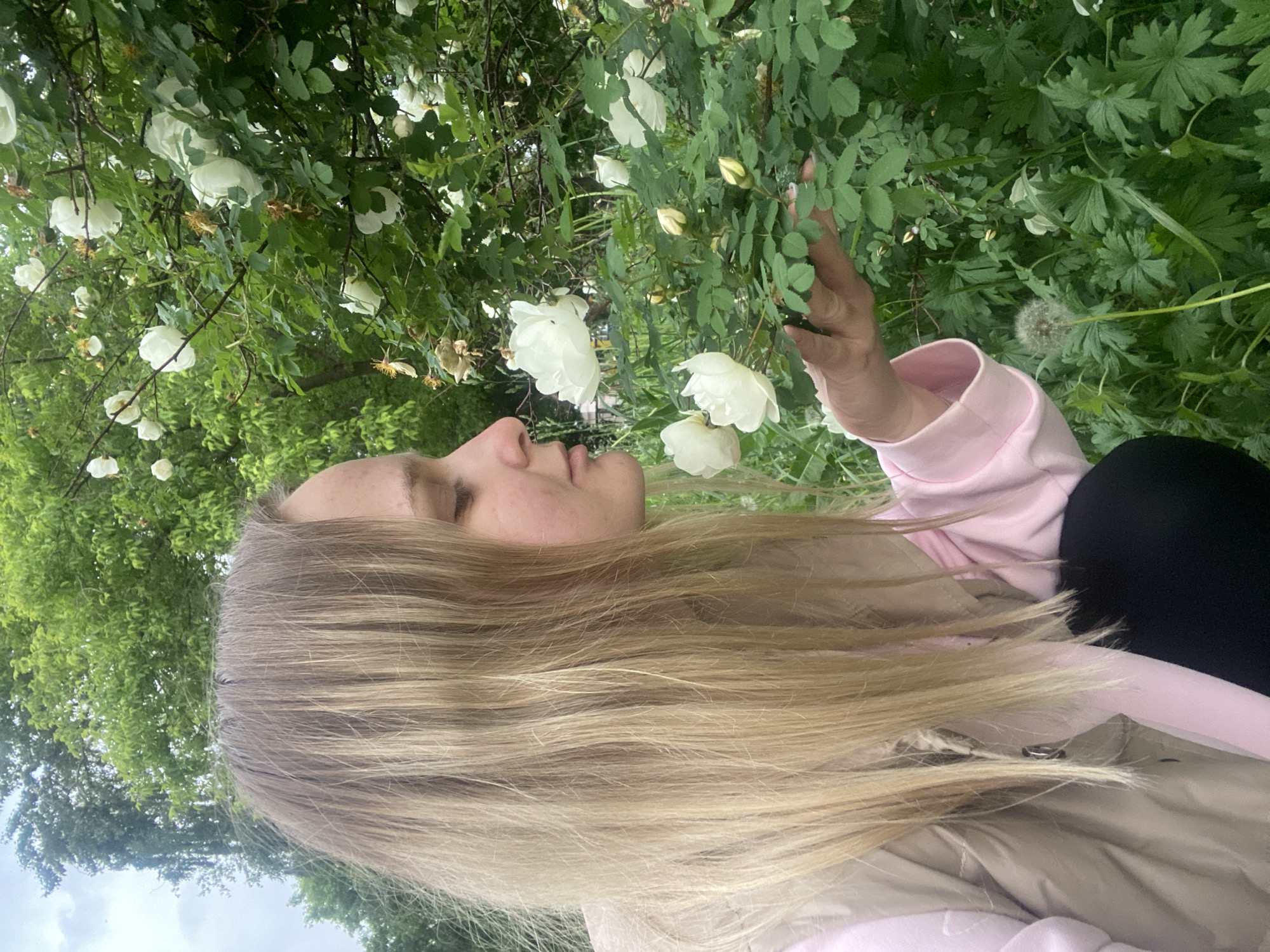A light-skinned female with long, straight blonde hair is captured in a profile view, facing right. She is crouching or kneeling amidst dense green foliage, with her head inclined towards a cluster of white flowers on a bush. Her eyes appear closed or directed downwards as she brings her nose close to one of the open white blossoms, seemingly smelling it. Her right hand gently holds a leafy branch of the flowering bush.
She is dressed in a light pink long-sleeved top, partially covered by a light beige or tan quilted vest. Black fabric, consistent with leggings or pants, is visible on her lower body.
The setting is outdoors, characterized by abundant greenery. The flowering bush she interacts with features numerous white, multi-petaled blossoms, some fully open, others in bud form, and a few withered blooms, along with dark green, serrated leaves. Below and around the bush, various green plants constitute the undergrowth, including a prominent dandelion seed head in the lower right foreground. In the background, a canopy of deciduous trees with vibrant green leaves rises, suggesting a park or garden environment. The sky in the upper left corner is overcast, indicating diffused natural light.