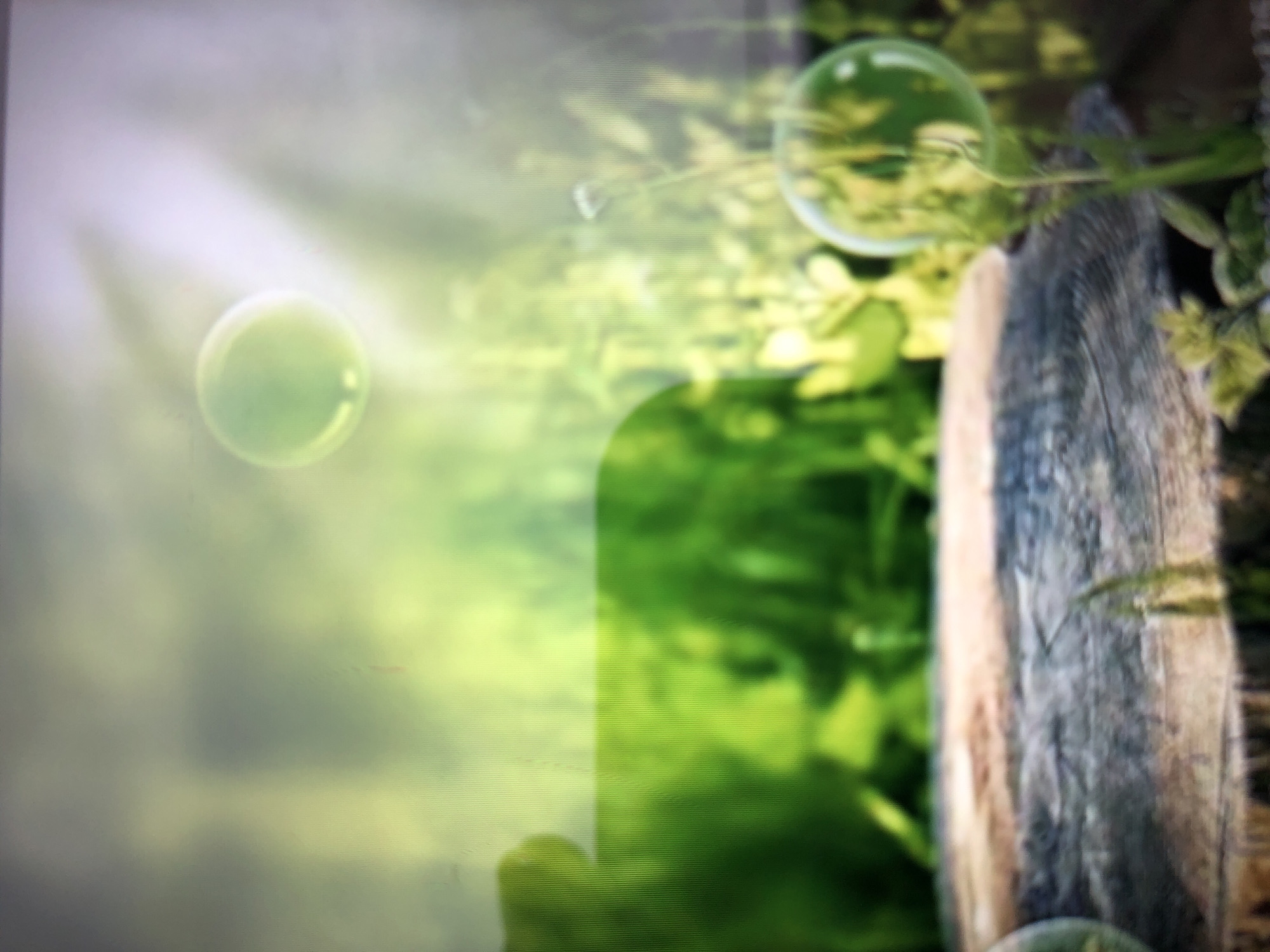An image depicts a close-up, blurred view of a natural setting with a focus on organic textures and light. The foreground features a rough-hewn tree stump, its surface weathered and textured with shades of gray and brown. To the left and behind the stump, a large, out-of-focus area of vibrant green suggests dense foliage.
In the midground and background, the scene continues with soft, diffused greenery, interspersed with lighter, hazy areas that suggest light filtering through leaves or a misty atmosphere. Several translucent, spherical objects, resembling bubbles, are visible. One is prominently positioned in the upper right quadrant, appearing as a pale green orb reflecting the surrounding light and colors. Another, smaller bubble is visible towards the bottom right, seemingly attached to a thin stalk or plant stem.
The overall impression is one of a serene, almost dreamlike natural environment. The focus is not on sharp details but rather on the interplay of light, color, and organic forms, creating a soft, ethereal aesthetic. The image lacks any discernible human presence or specific urban landmarks, suggesting a location removed from a city setting.