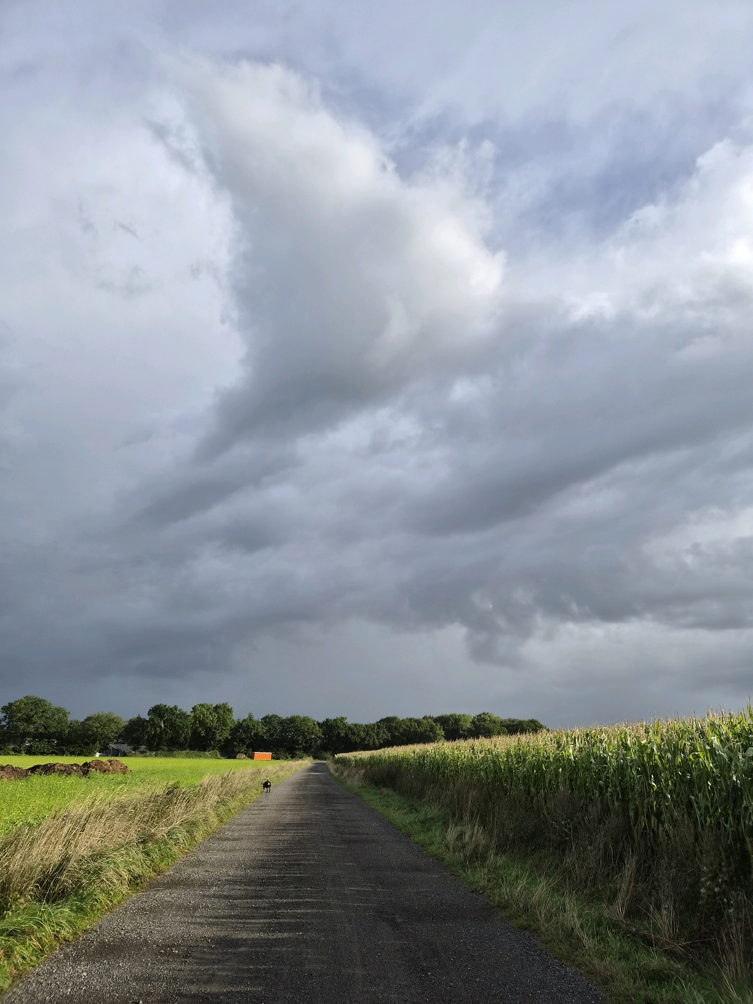 This is a vertical, eye-level, outdoor photograph of a rural scene in Schiffdorf, Germany, under a dramatic, cloudy sky. The perspective is from a gravel road that recedes into the distance. To the right of the road, a tall field of corn is growing, its stalks illuminated by sunlight breaking through the clouds. To the left of the road, there is a bright green field with a pile of dark material, possibly manure, in the foreground. Further into the distance on the left, a line of trees forms a backdrop, and an orange container is visible among them. A black dog is standing on the gravel road, facing away from the camera. The sky is filled with heavy, gray clouds, with some lighter patches and streaks indicating changing weather. The overall impression is of a serene landscape under a dynamic sky.