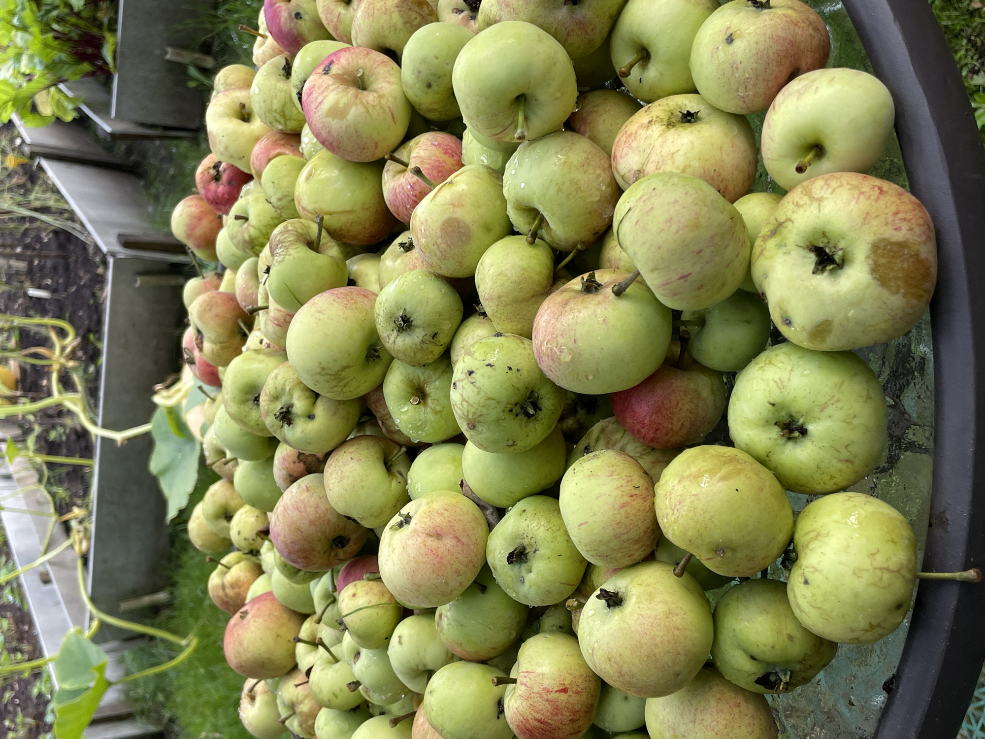 In an outdoor setting, likely a garden in Leningradskaya, Russia, a pile of freshly harvested apples is displayed on a glass-topped table. The apples are predominantly green with some blush of red, indicating they are likely a variety of eating or cooking apples. Many of the apples appear slightly wet, suggesting recent rain or washing. In the background, raised garden beds are visible, containing what appears to be leafy vegetables and plants, further confirming the garden environment. The overall scene captures the bounty of a harvest.