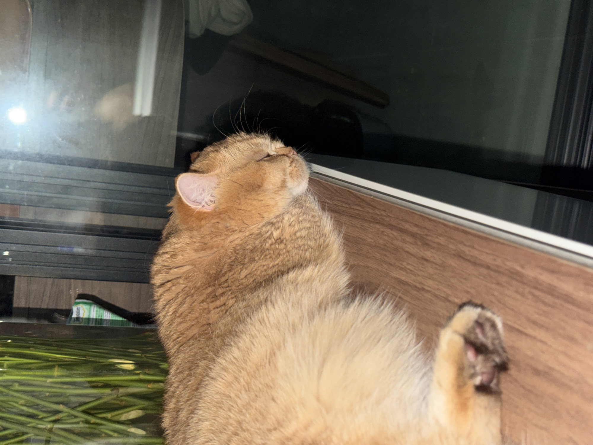 A close-up shot shows a fluffy, golden-brown cat lying on its back. The cat has its eyes closed and its head tilted upwards, appearing relaxed and content. Its fur is soft and thick, with darker tabby markings on its back. The cat's right paw is visible, curled up towards its chest. The background consists of a wooden surface, possibly a floor or furniture, and a blurry window with reflections. The lighting suggests it might be evening or night. The scene appears to be indoors, possibly in a home. There is no visible text in the image.