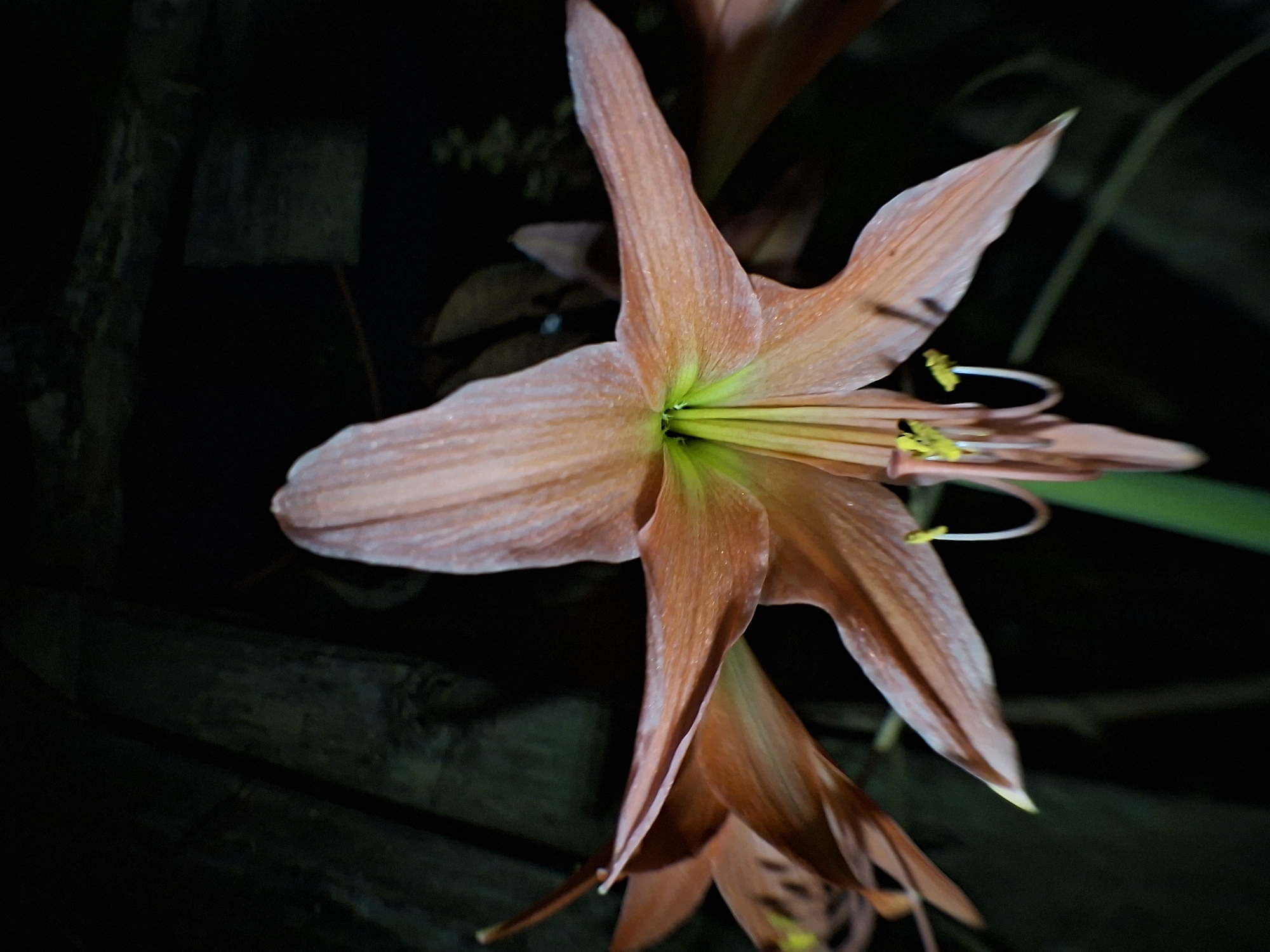 The image displays a close-up, vertical shot of a single, vibrant peach-colored flower, likely an Amaryllis or a similar large-petaled bloom. The flower is the primary subject, centered and brightly illuminated against a dark, almost black background. Its delicate petals, showing subtle texture and veins, unfurl gracefully. The heart of the flower reveals a striking bright green throat from which several prominent stamens with vivid yellow anthers extend.
Partially visible below the main flower is another similar bloom, inverted and less defined, suggesting it's part of the same plant or cluster. The background is intentionally dark and out of focus, with faint suggestions of dark green foliage and what appear to be rough-hewn wooden structures or planks, possibly part of a fence or wall.
The lighting strongly suggests the photograph was taken at night or in very dim conditions, with the flower itself likely illuminated by an artificial light source or flash, causing it to stand out dramatically from its surroundings. There is no discernible activity or event taking place, presenting a serene and focused portrayal of natural beauty. No text is visible in the image. The scene likely captures a moment in a natural or cultivated garden setting in Kutaglumpang, Indonesia.