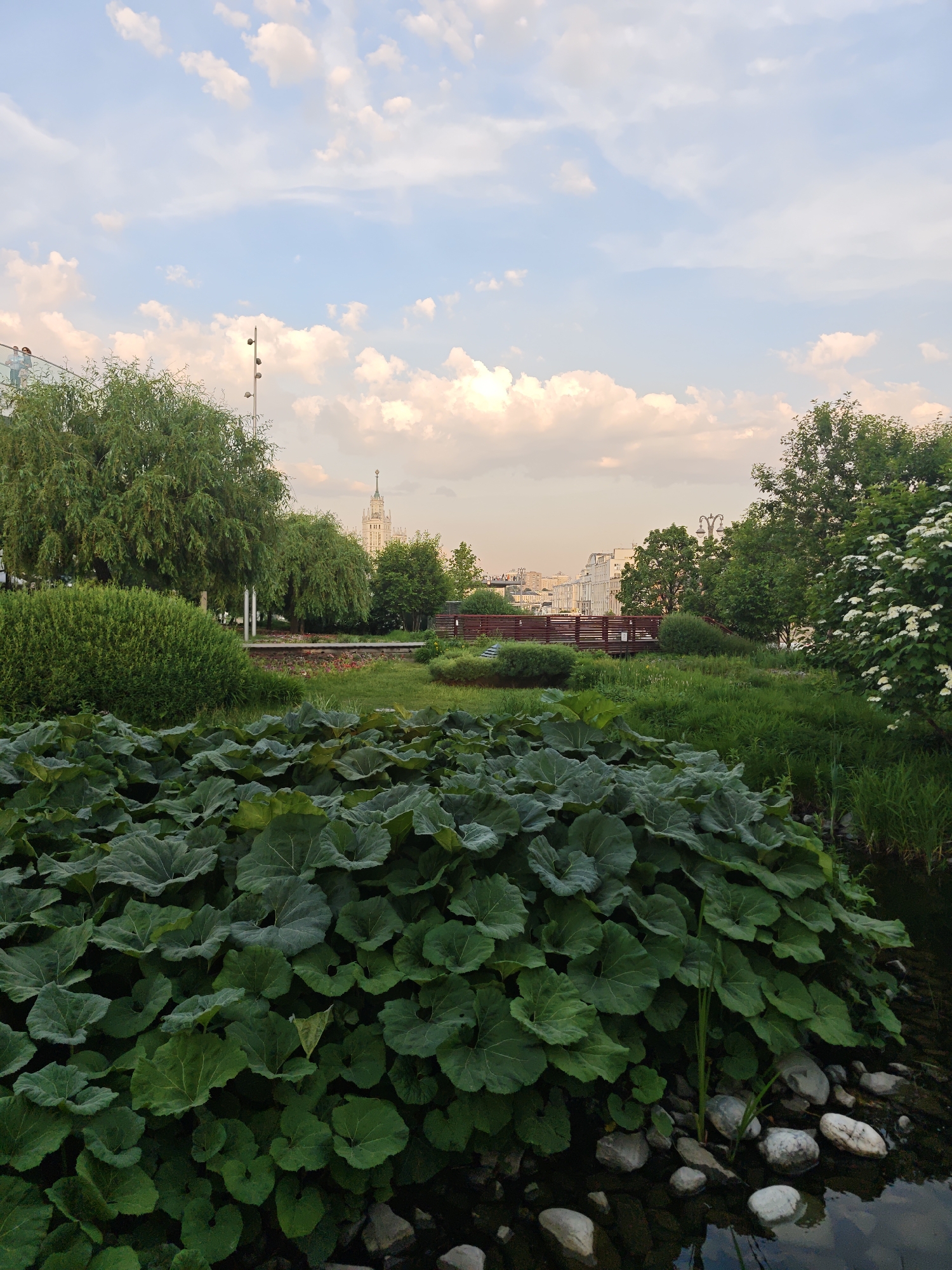 The image depicts a verdant scene in a park setting, likely within a city. In the foreground, a dense cluster of large, leafy plants dominates the view, bordering what appears to be a small stream or body of water with visible rocks. Behind the foliage, a wooden pedestrian bridge is visible, connecting different areas of the park. Beyond the bridge, the cityscape emerges, featuring buildings of varying heights, one of which has a distinctive spire. The sky is filled with a mix of blue and clouds, suggesting either sunrise or sunset. Trees and bushes are scattered throughout the park, adding to the natural aesthetic. No people are visible within the frame. The overall impression is one of a peaceful, urban oasis.