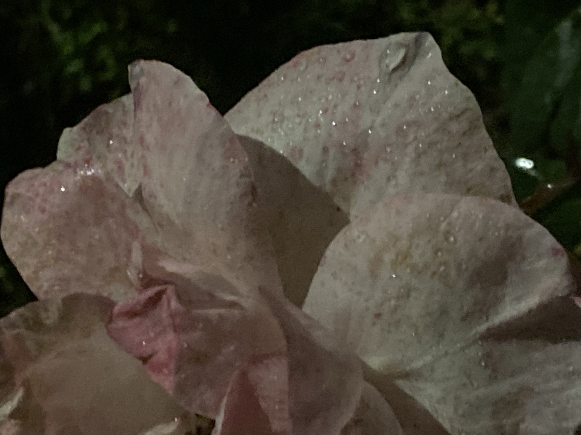 A close-up shot reveals the petals of a flower, potentially a rose, glistening with moisture droplets. The petals display a muted palette of pink and cream hues, with subtle variations in shading. The image is slightly dark. The location of Alanya, Turkey, is not evident in the image.