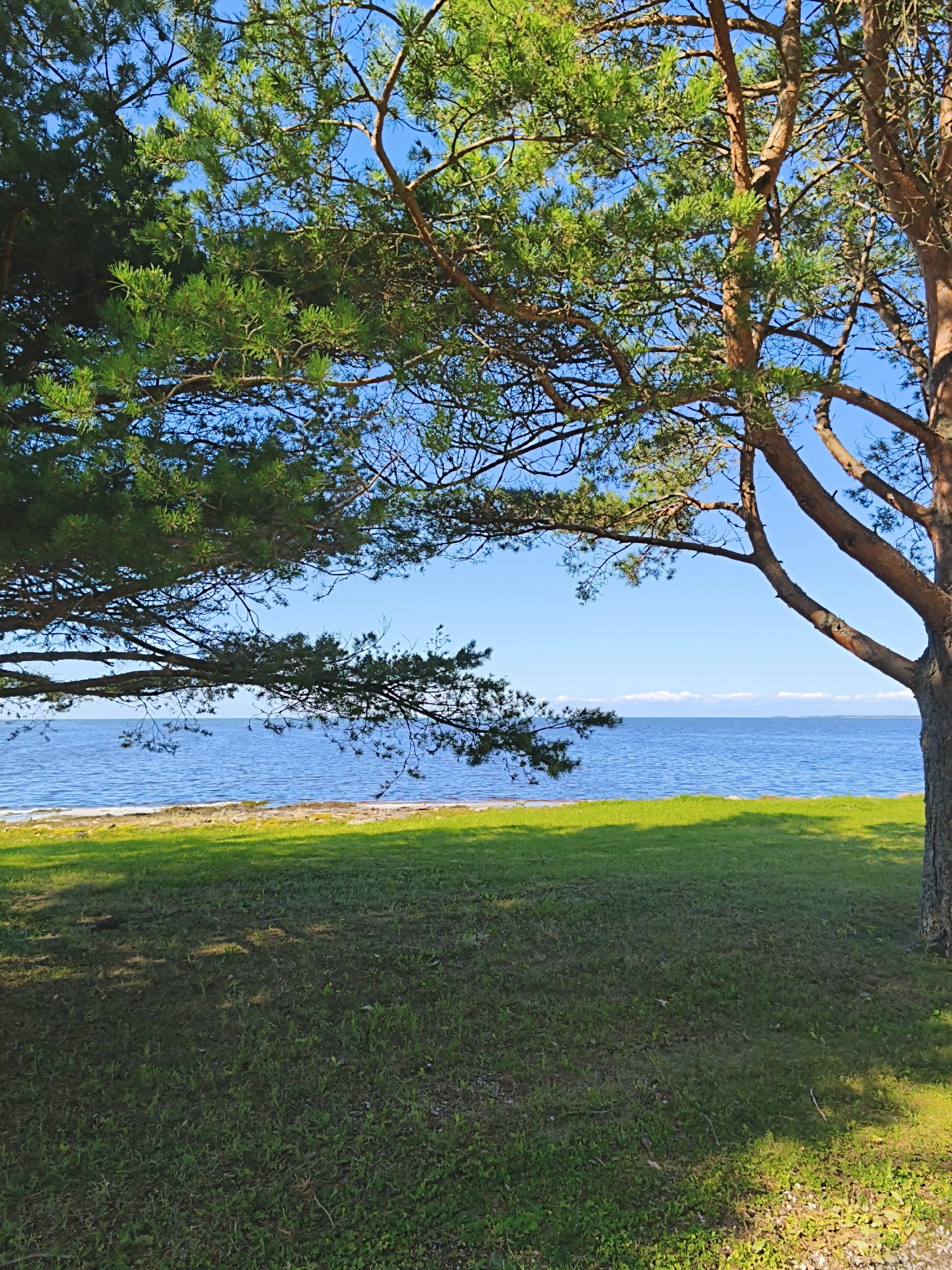 The image captures a serene natural landscape at the coast of Pedase, Estonia, on a clear, sunny day. A large pine tree with brown bark and green needles dominates the right side of the frame, its branches extending across the upper portion of the image. To the left, another pine tree is partially visible, its branches also reaching towards the sky.
Below the trees, a strip of bright green grass stretches along the shoreline. The grass is illuminated by sunlight, with some areas in shadow cast by the trees. Beyond the grass, a calm body of blue water, likely the Baltic Sea, extends to the horizon. A thin line of clouds is visible in the far distance. The sky above is a vibrant, cloudless blue. There are no people or man-made structures visible in the scene, emphasizing the natural beauty of the location. The overall impression is one of tranquility and peacefulness.