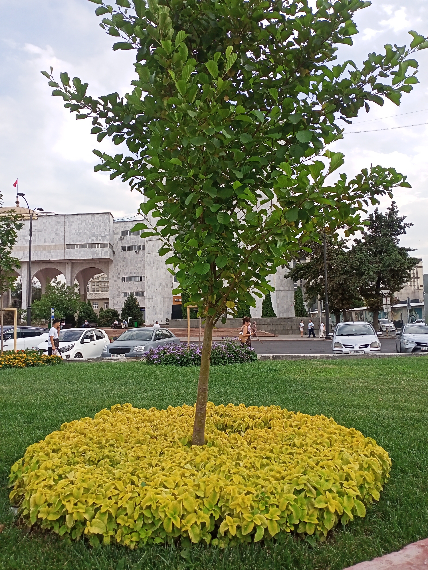 The image shows a street scene in Bishkek City, Kyrgyzstan. In the foreground, a young tree is planted in a circular bed of bright yellow-green ground cover, surrounded by a well-maintained lawn. Behind the lawn, a paved road is visible with several cars parked and driving. To the left, a white hatchback is parked, and a person in a white t-shirt and dark pants is walking nearby. Further down the road, a gray sedan is parked, and a person is standing next to it. In the background, a large, modern building with a light-colored, textured facade and prominent arched entrances dominates the scene. A red flag flies from a pole in front of this building. Other trees and vegetation are visible along the street, and the sky is overcast. The overall impression is a clean and organized urban environment.