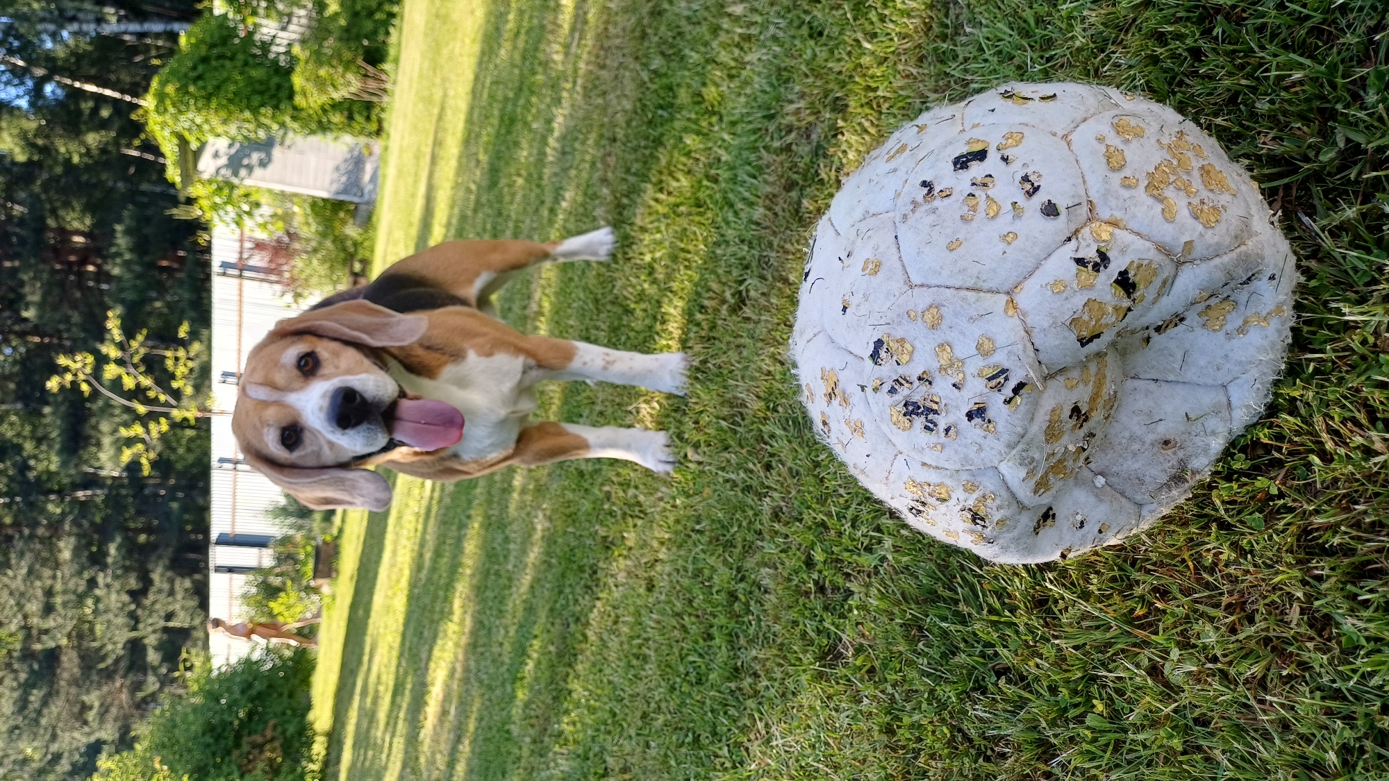 The image displays a lively Beagle dog in a sunny outdoor environment, captured with a sideways orientation. The dog, a tri-color (white, brown, and black) with floppy ears, is positioned on the left, looking directly at the camera with its tongue playfully extended. Its front paws are visible on the green grass.
To the right of the dog is a large, deflated or well-worn white sports ball, possibly a soccer ball, covered in distinctive gold/yellow and black peeling patches. The ball rests on the lush green grass, which covers the majority of the ground. Shadows are visible on the grass, indicating bright sunshine and clear weather, suggesting it is daytime.
In the background, a verdant landscape features numerous green trees, some tall and dense, creating a natural backdrop. Beyond the trees, a light-colored building, possibly a house or shed, is partially visible. A smaller, blurry animal, potentially another dog, can be discerned further in the distant background. The overall scene conveys a cheerful and active outdoor moment, likely in a spacious backyard or park in Timokhovo, Russia. There is no visible text in the image.