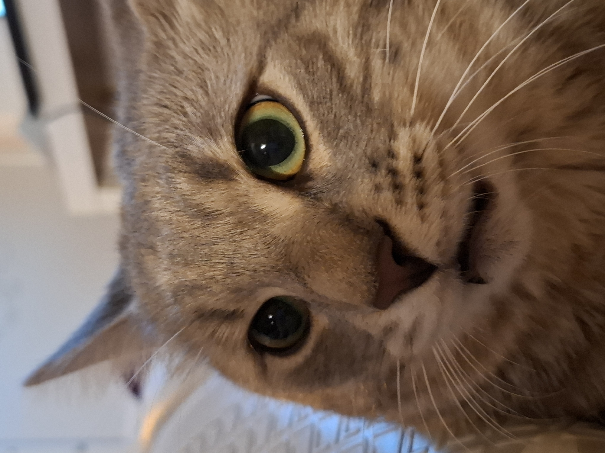 A close-up, head-on shot features a tabby cat with green eyes. The cat's fur is a mix of brown and gray with darker tabby markings. Its ears are pointed upwards, and its whiskers are long and white. The cat's mouth is slightly open, revealing a hint of its teeth. The background is blurred, with light colors suggesting an indoor environment. The image was captured in Zemun Urban Municipality, Serbia.
